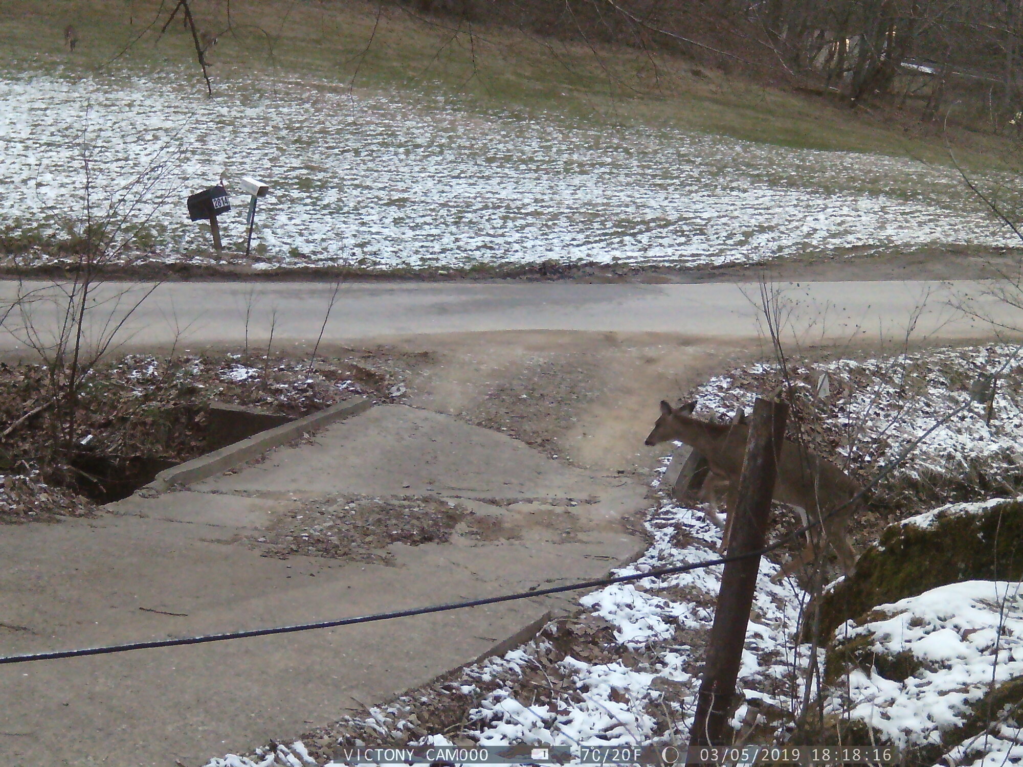 WV Deer crossing the road