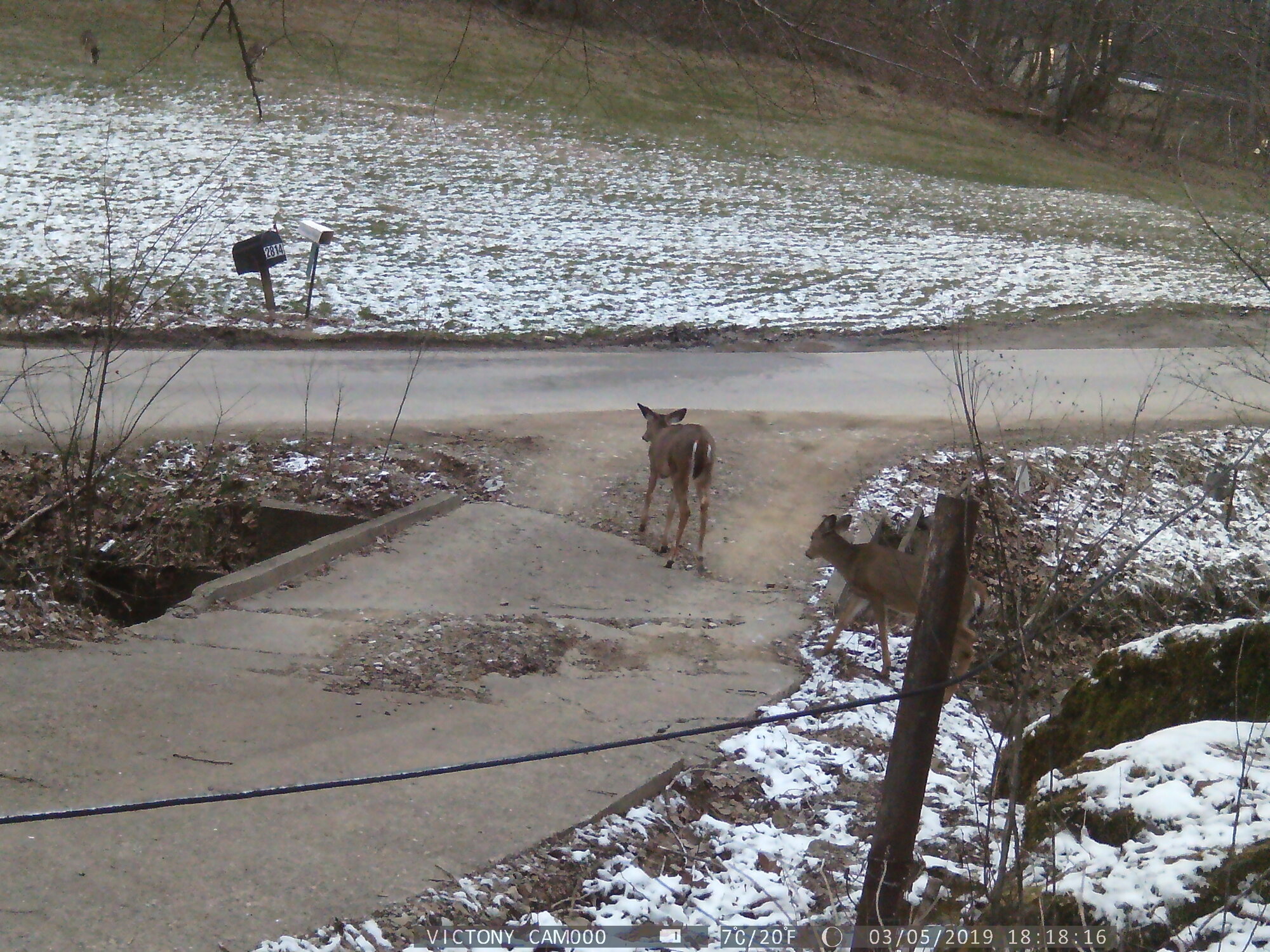 WV Deer crossing the road
