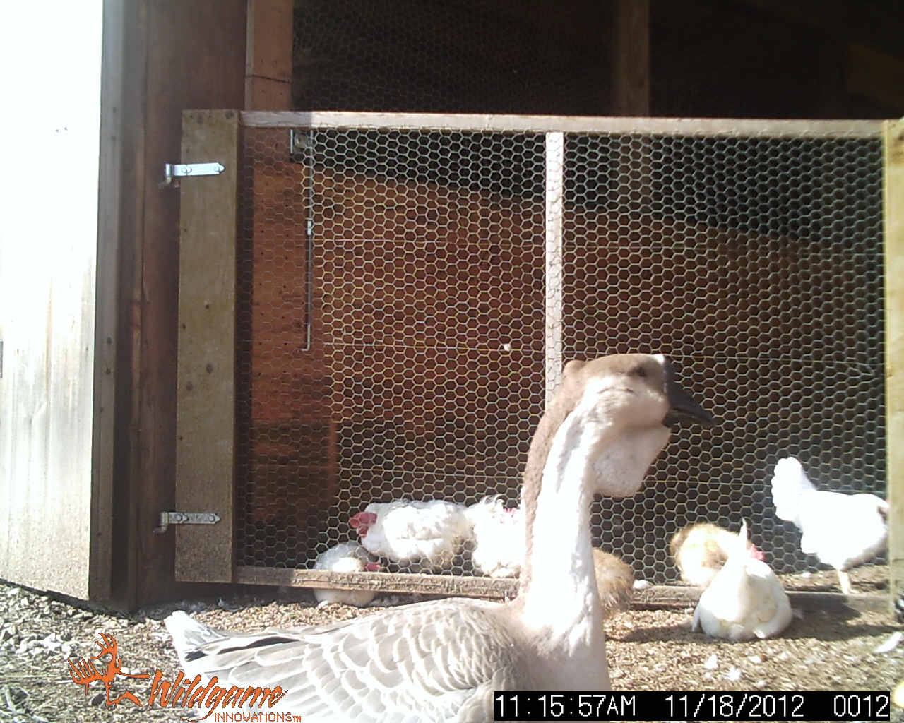 WVL
motion activated camera took this pic of my African goose