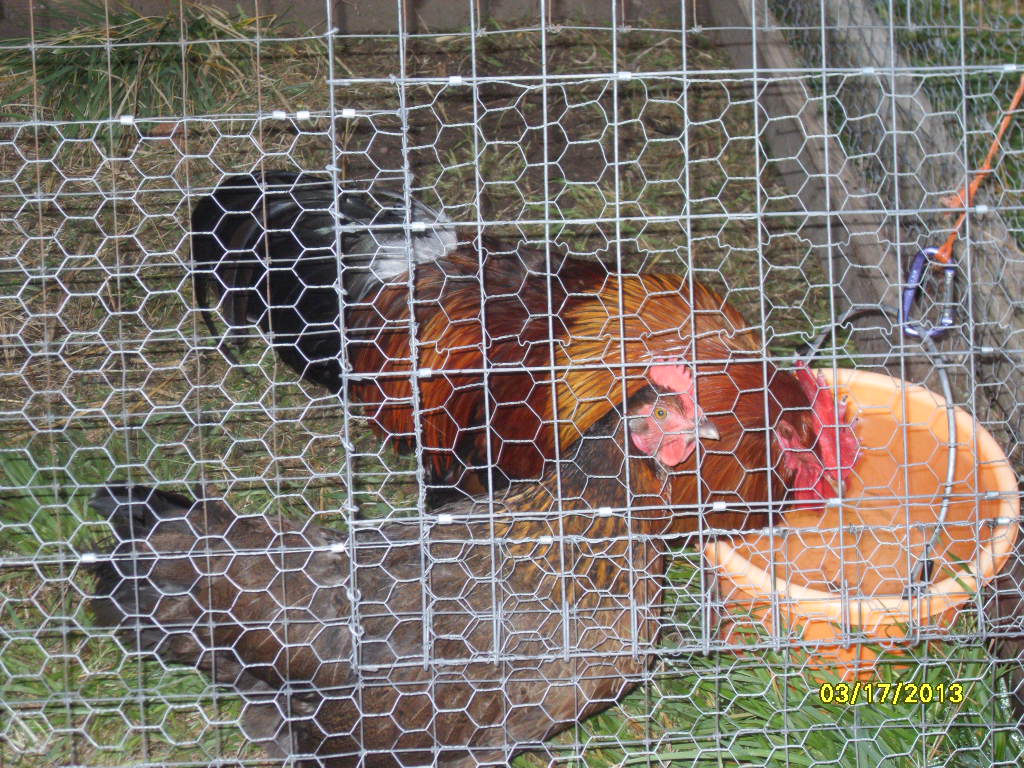 "WW" - Winslow and one of his Colord hens.