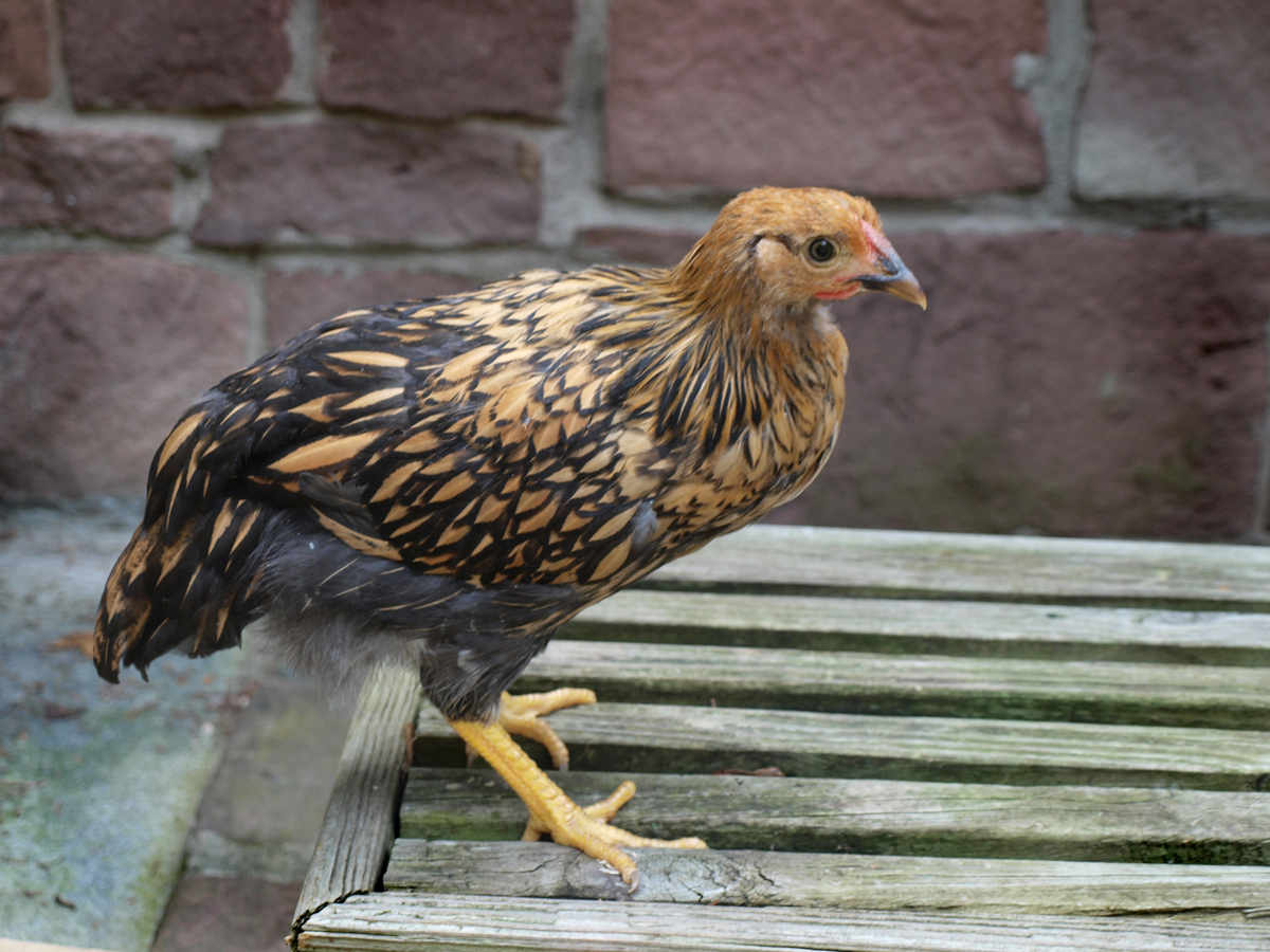 Wyan the Golden Laced Wyandotte at six weeks