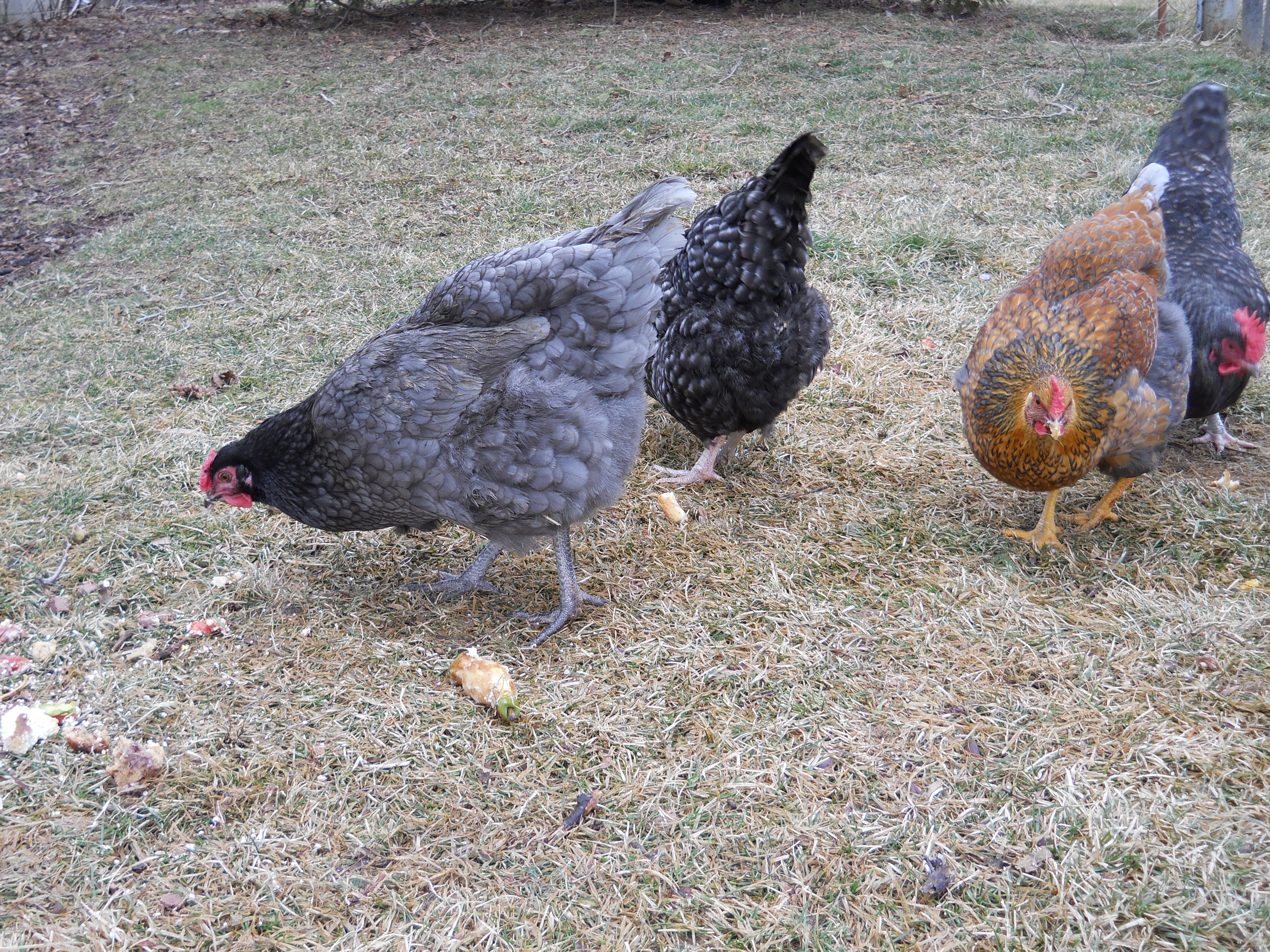 wyandotte/maran mixed flock