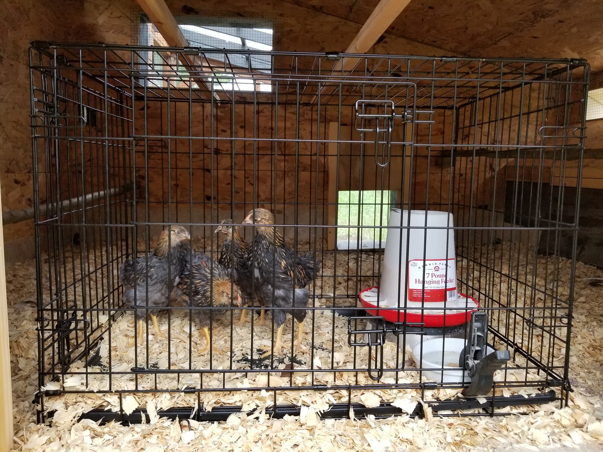 Wyandottes added to the coop for the first time with the others