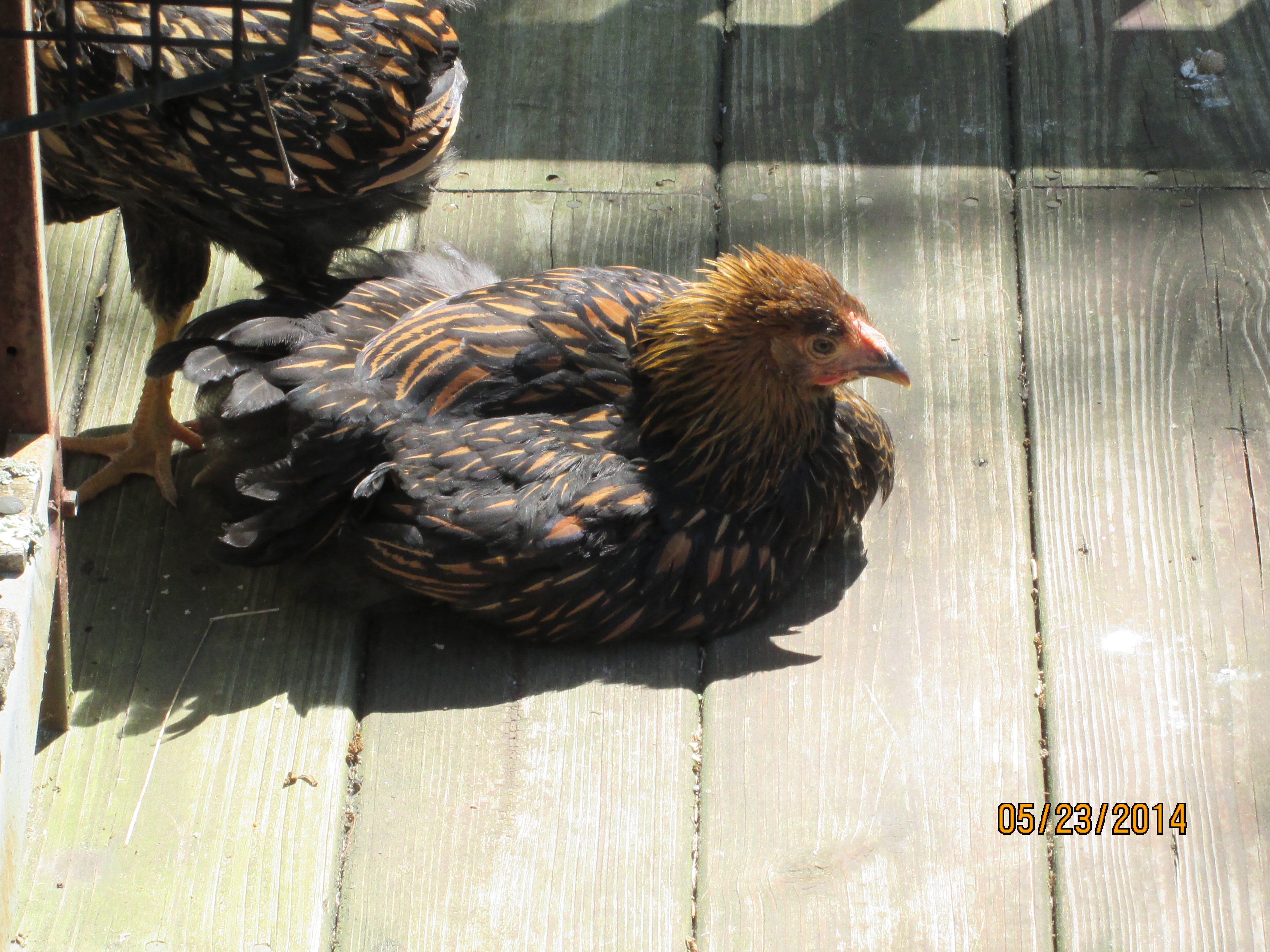 Wyandottes Gttn Older