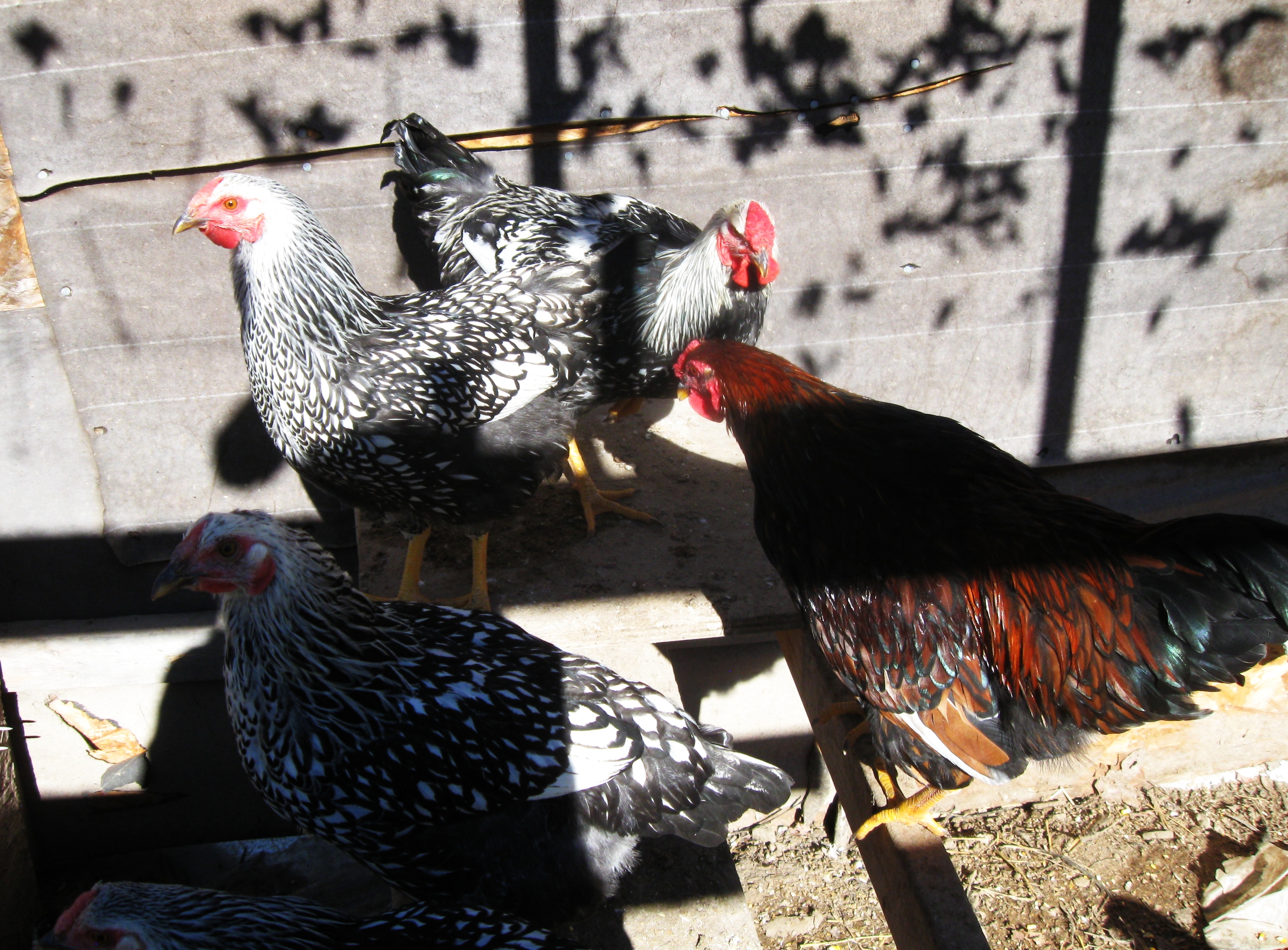 Wyandottes milling around.