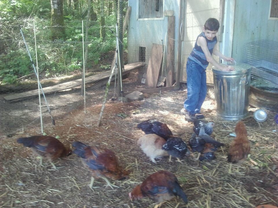 Wyatt feeding the chickens