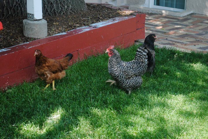 Wynonna the RIR, Dolly the Barred Rock and Loretta the Black Astra.