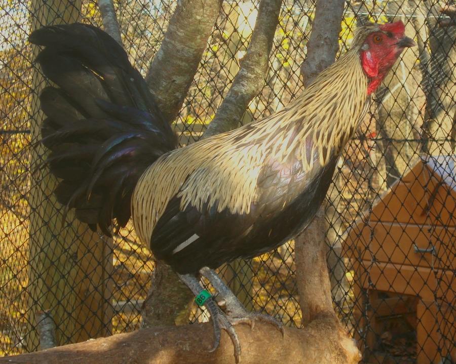 Xavier 

Terms used by Kermit to describe this bird:  KiriKiri Miro Raraku Dragonbone Maupuche Abunai 

Genetically I think he's black birchen hiding wildtype