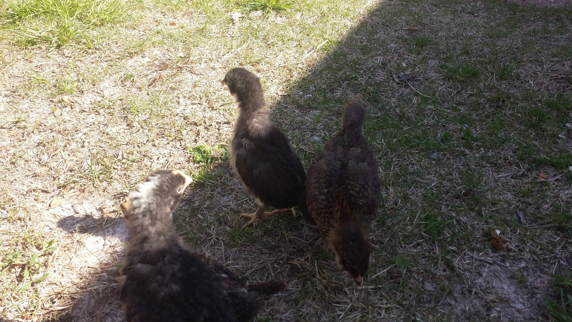 Xia ( barred rock )  3 weeks, oreo (black australorp),