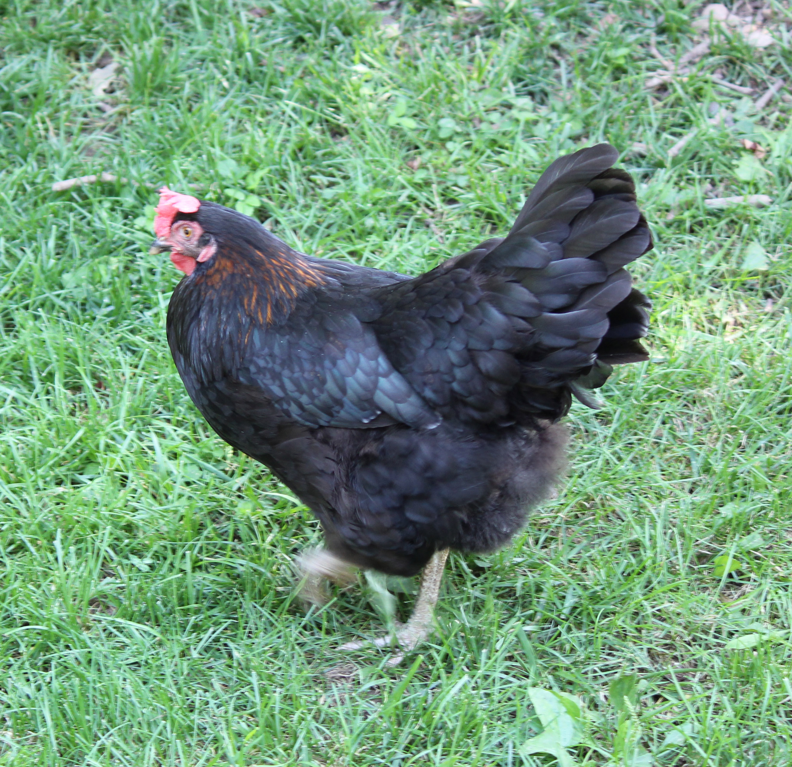 Xoco 1 1/2 years old