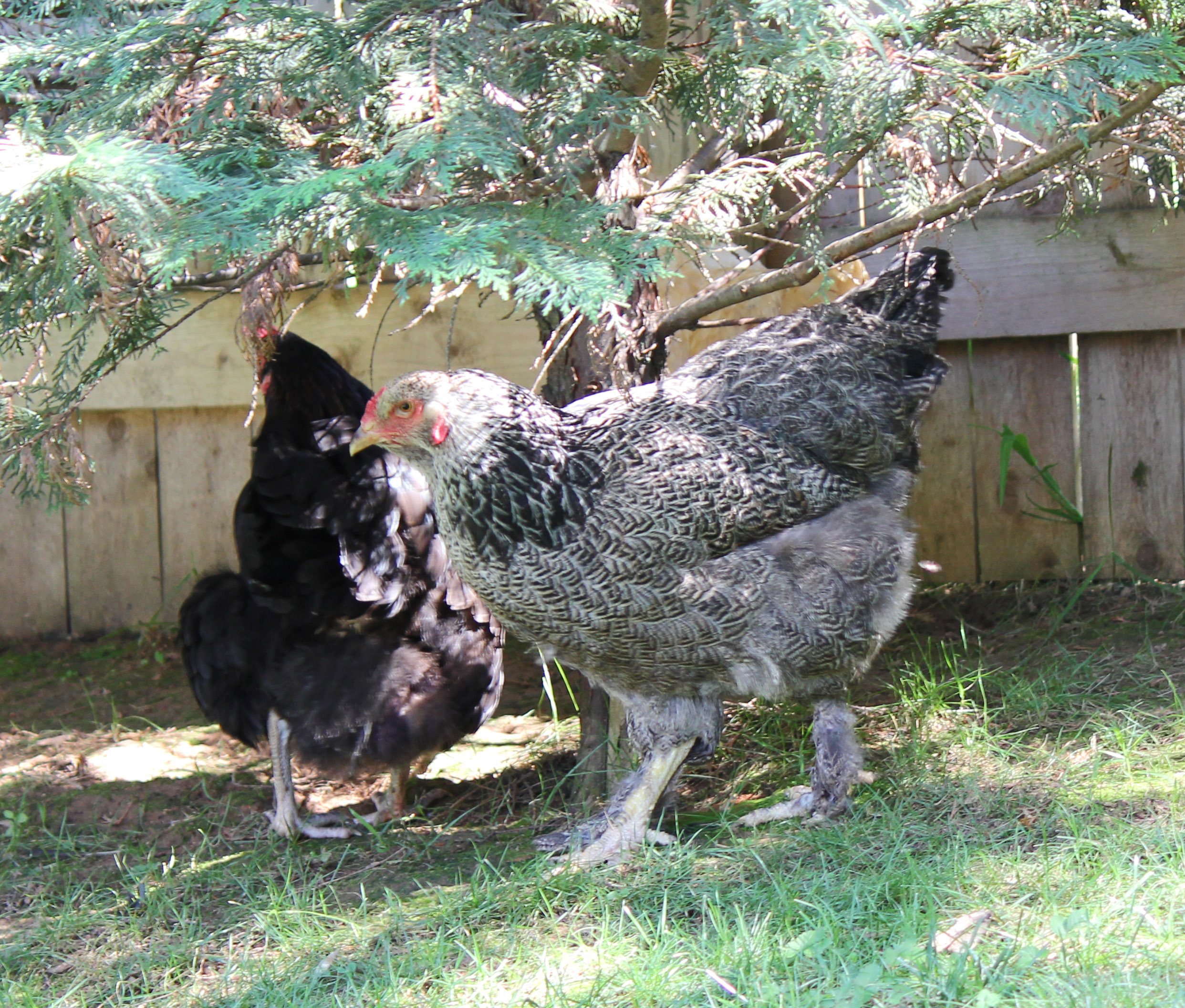 Xoco, Lacey 1 1/2 years old