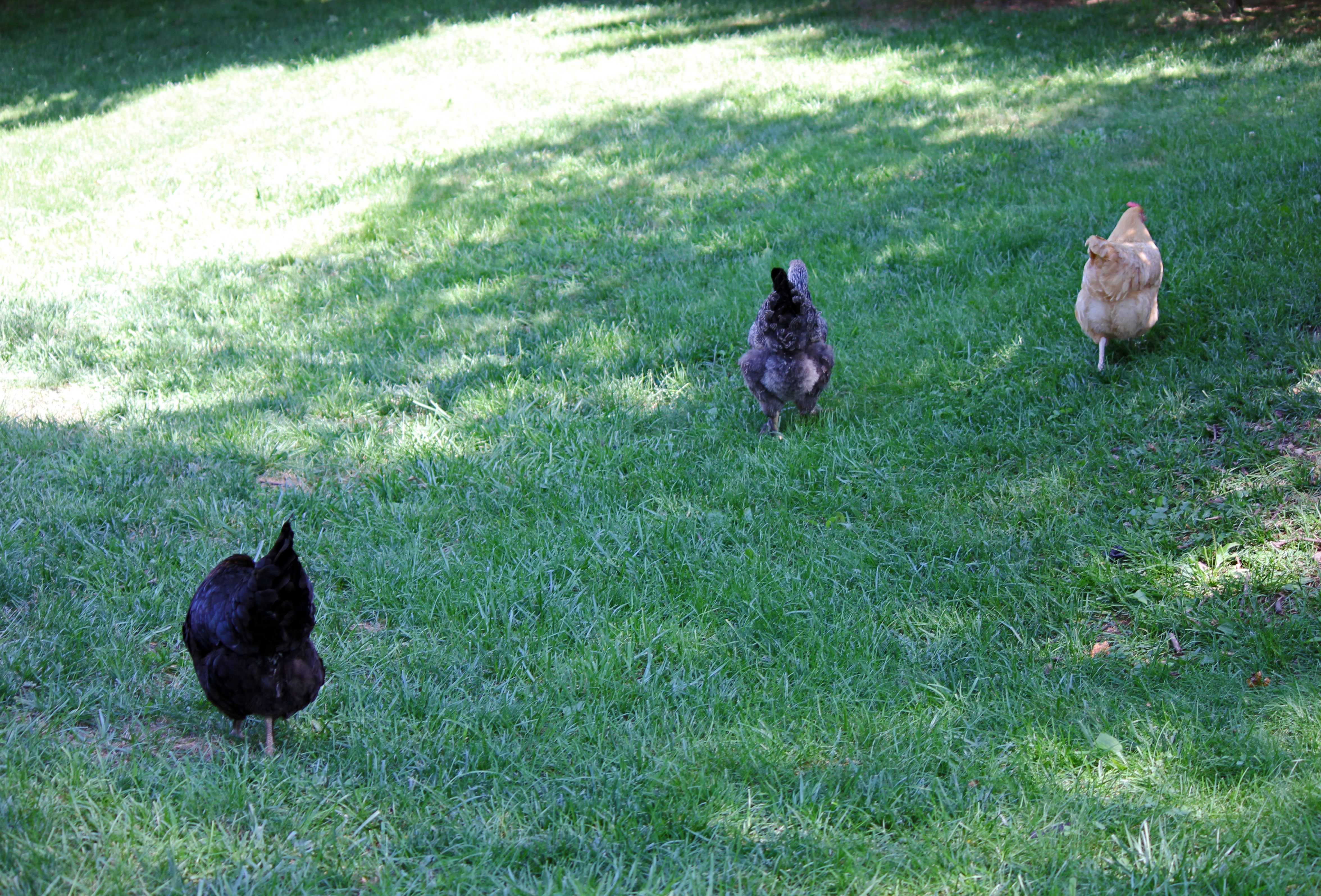 Xoco, Lacey & Buffy 1 1/2 years old