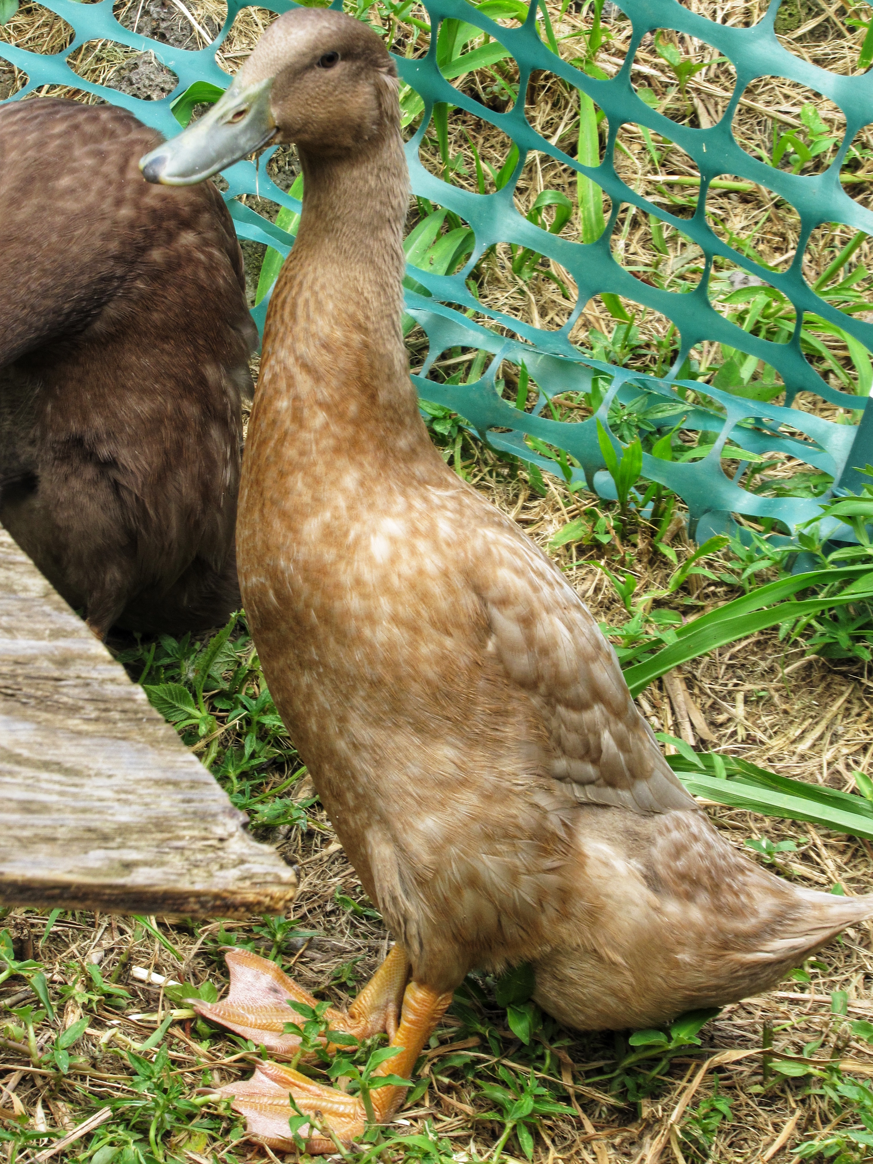 Yang (Daisy in background)