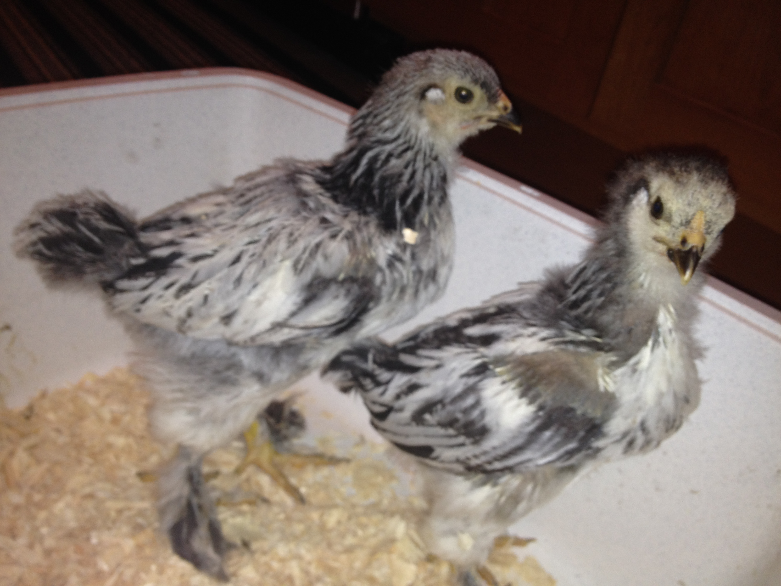 Yang on left, Yin on right.