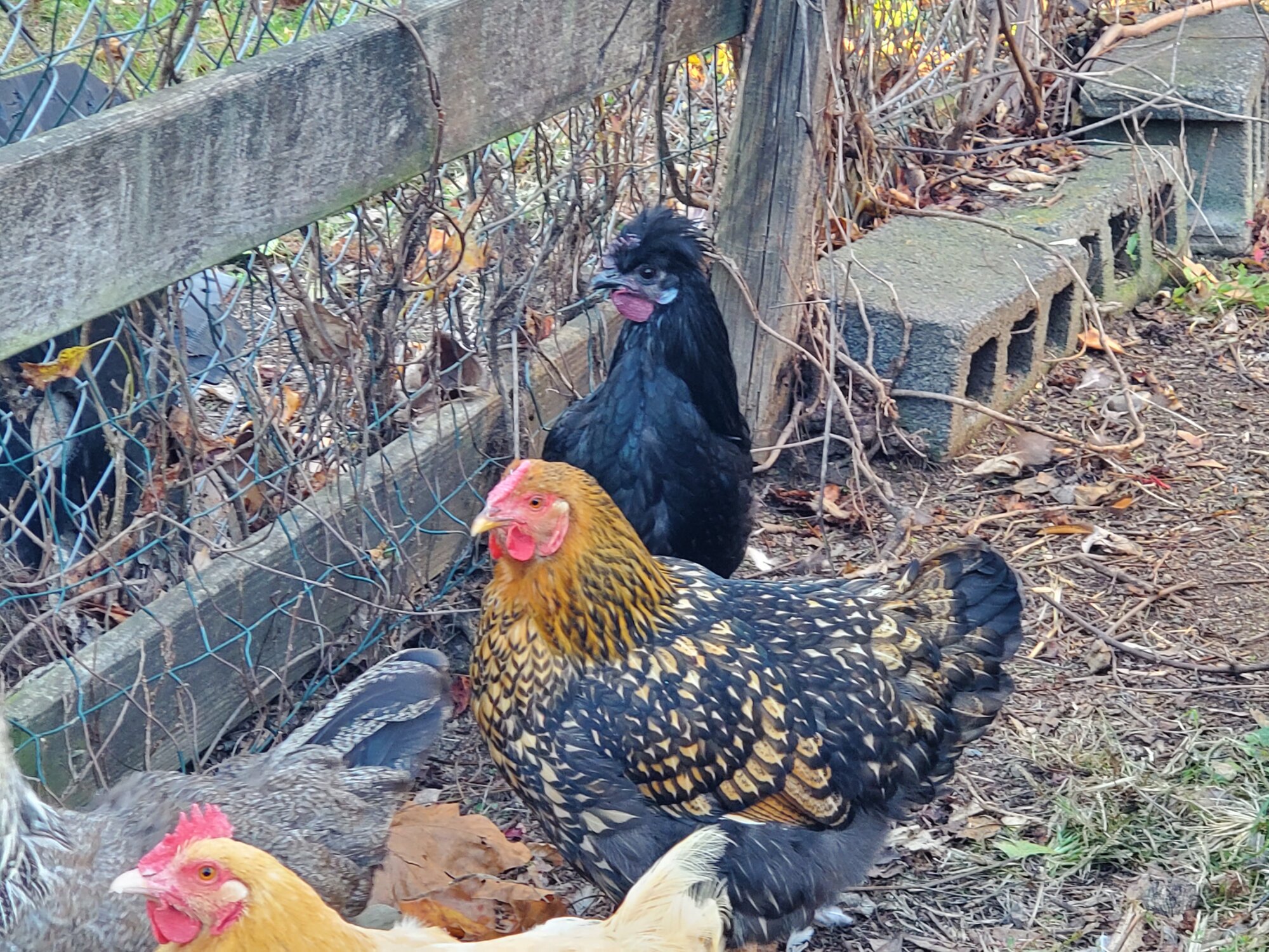 Yard flock