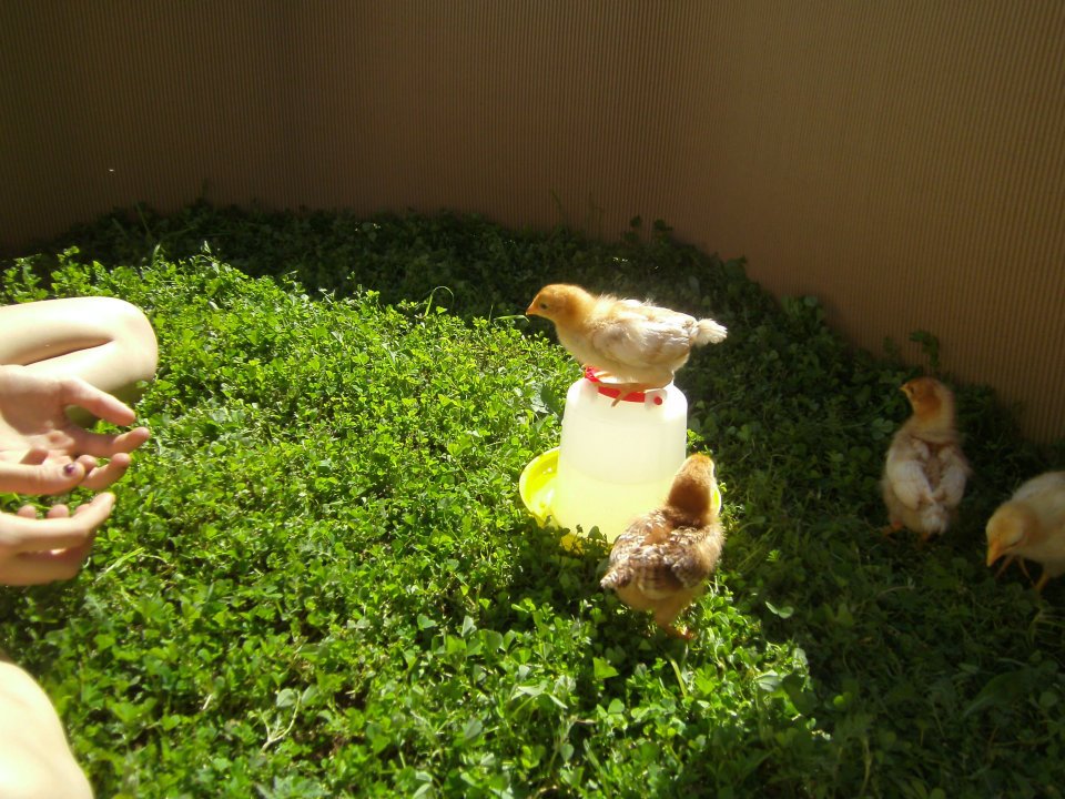 yard playtime !!  they loved the sunshine