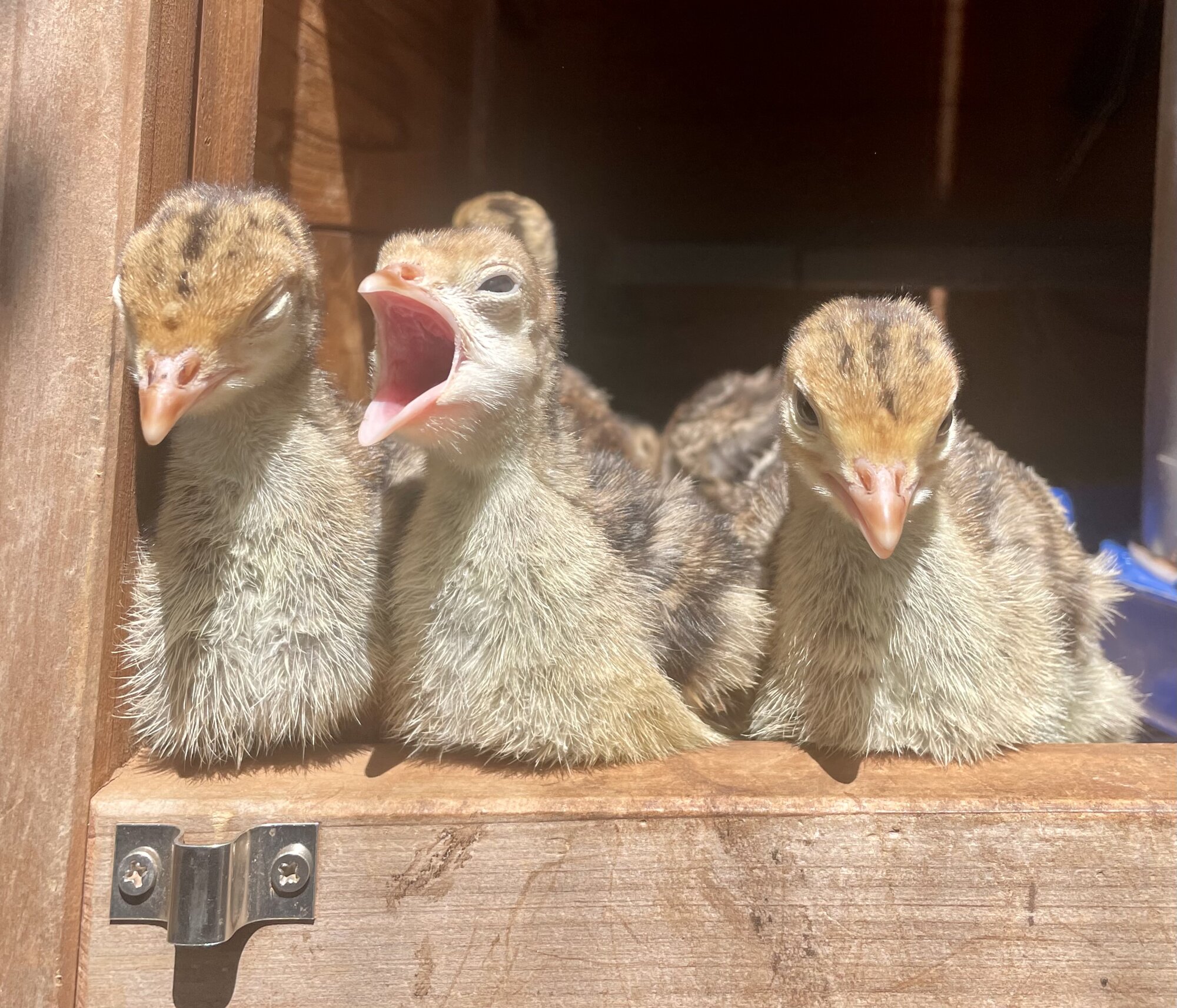 Yawning line up