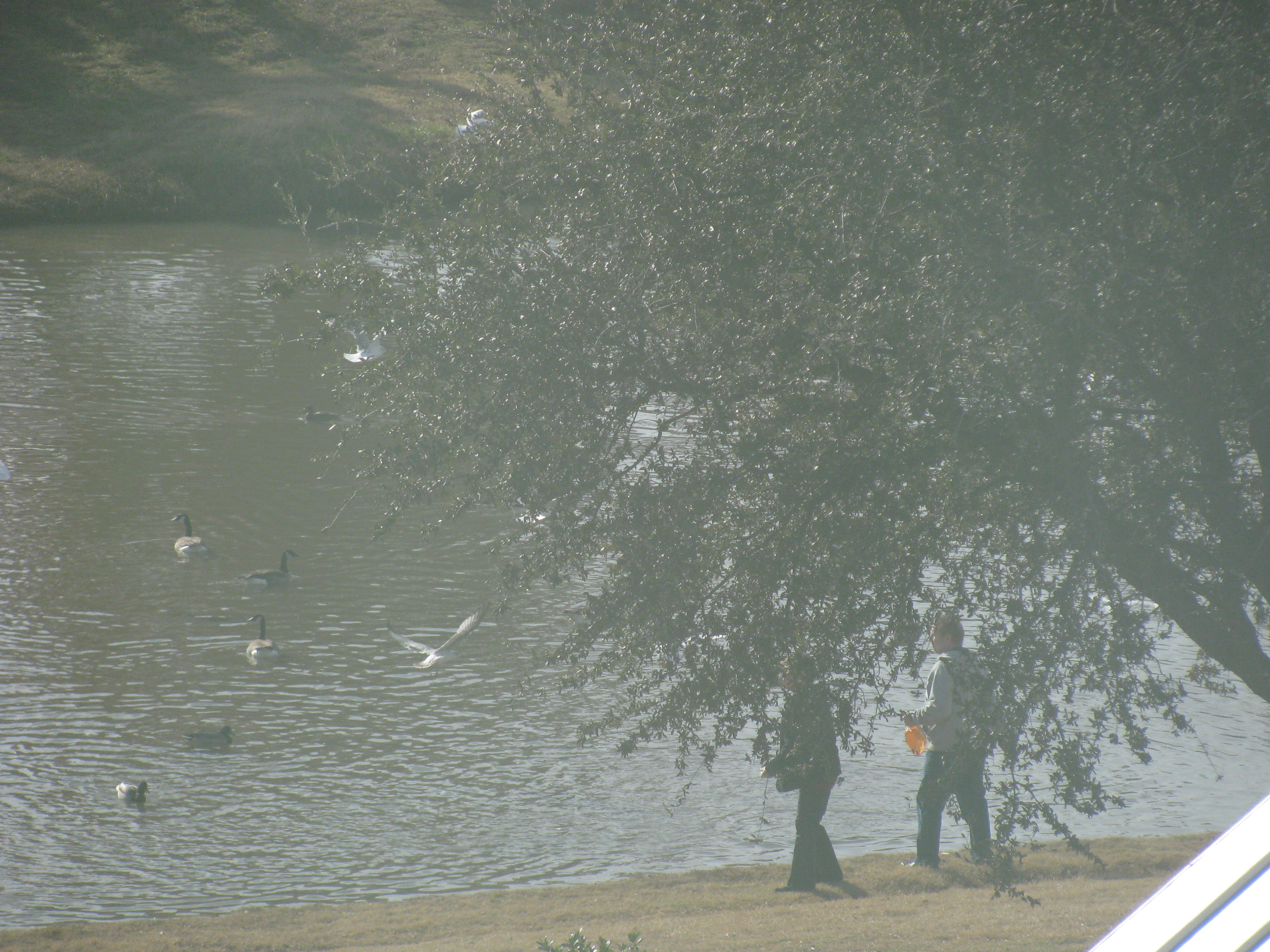 yay! now seagulls join the fun