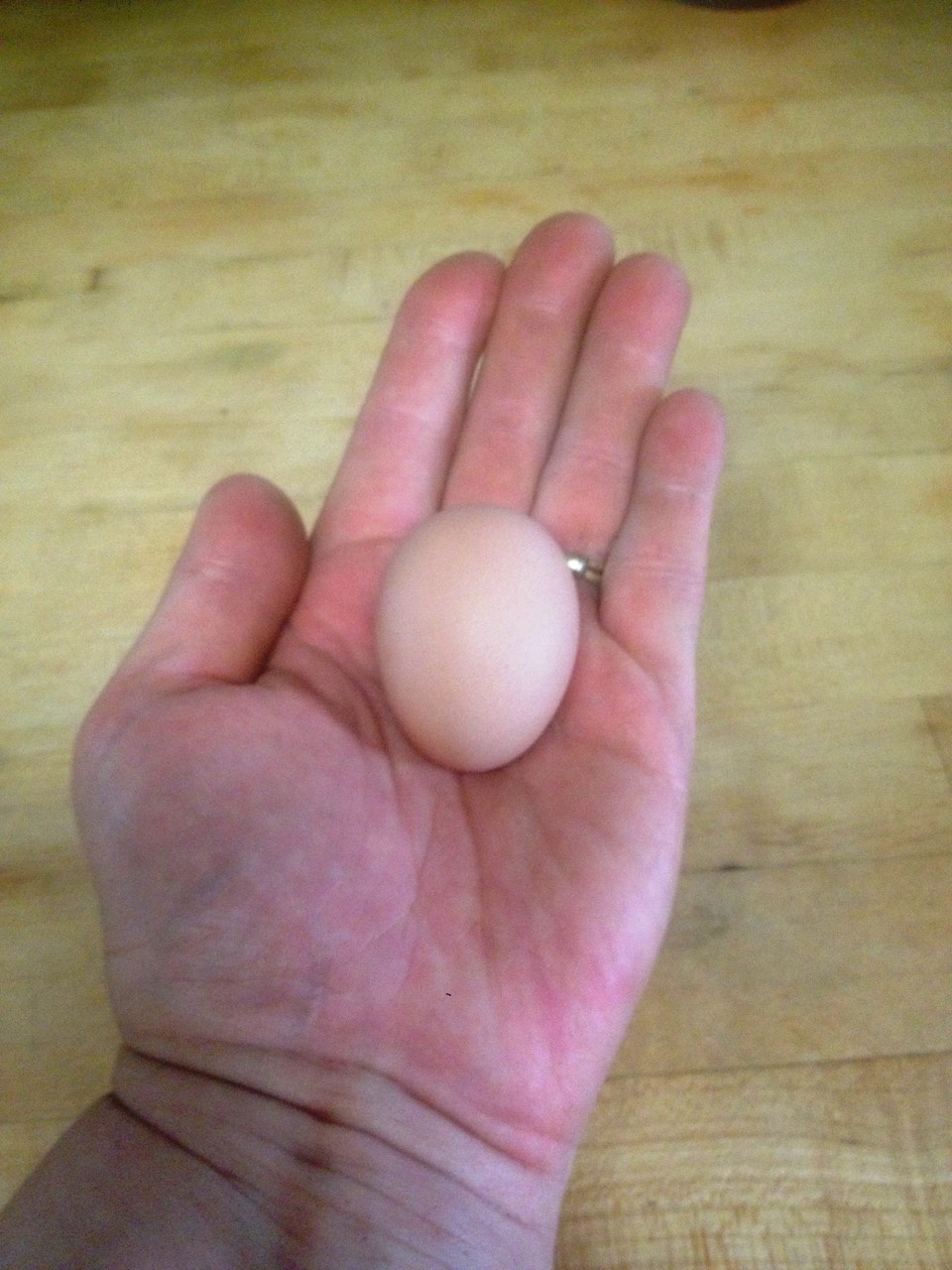 Yea! We got our first eggs yesterday!! We have 7 SLW hens and 6 PBR hens. They are 19 weeks old today. All my chicken friends were telling me not to expect eggs until the 24th week. We got three eggs, but one membrane was not firm enough to hold the contents of the egg. I’m sure it’s because it was her first one, but we plan to put some oyster shells in their coop.