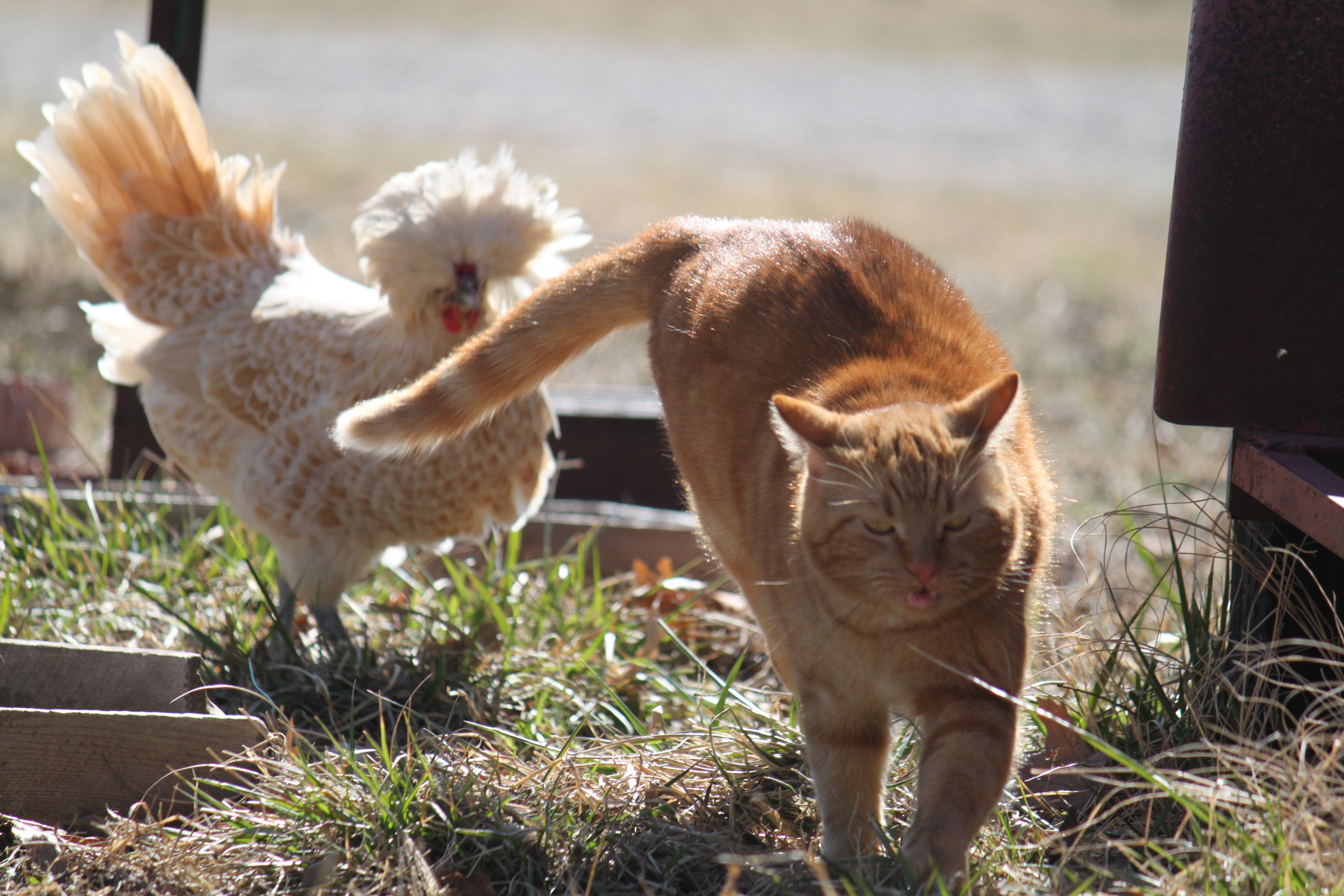 Yeah, cat, you better run!