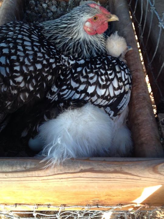 Yeah so this is going on right now yep 2 hens been laying on the same 9 eggs for 20 days now crazy girls lol, it's baby time any time now!!!
