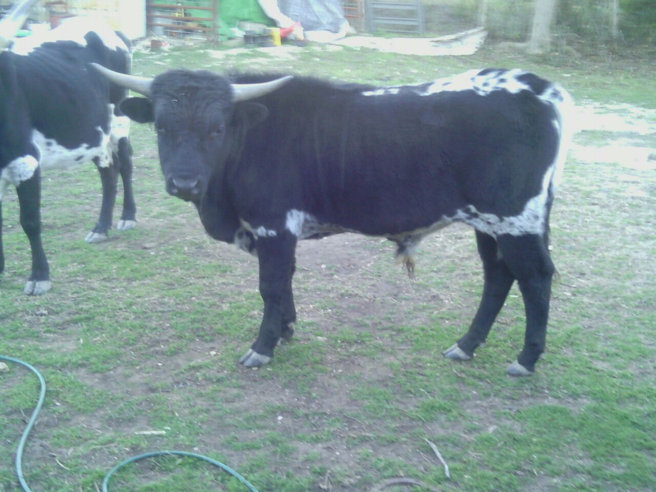 year old bull calf