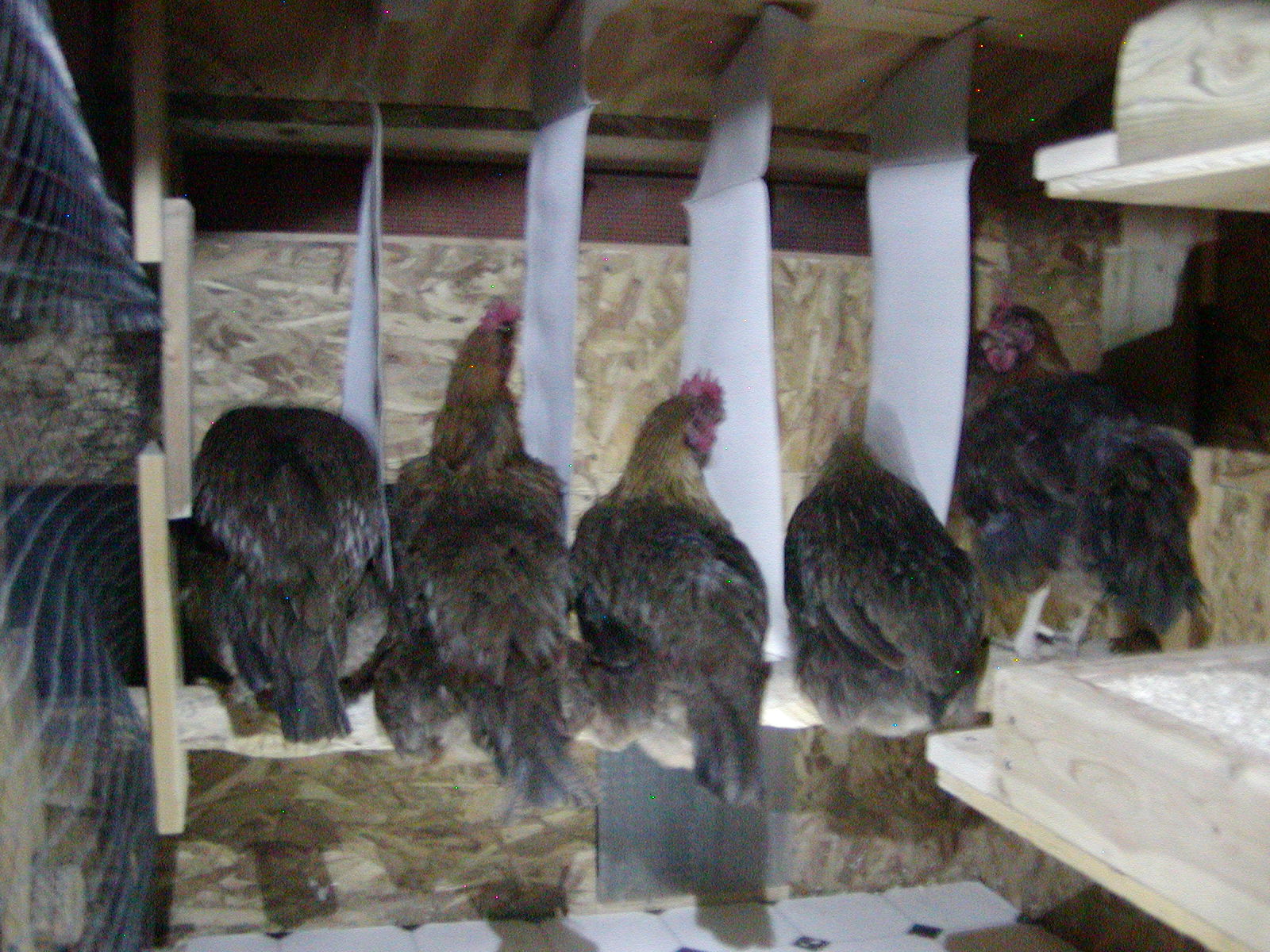 Year-old Welsummers bicker and fight at roosting so I hung partitions so they can't pick on their perch mates next to them.
