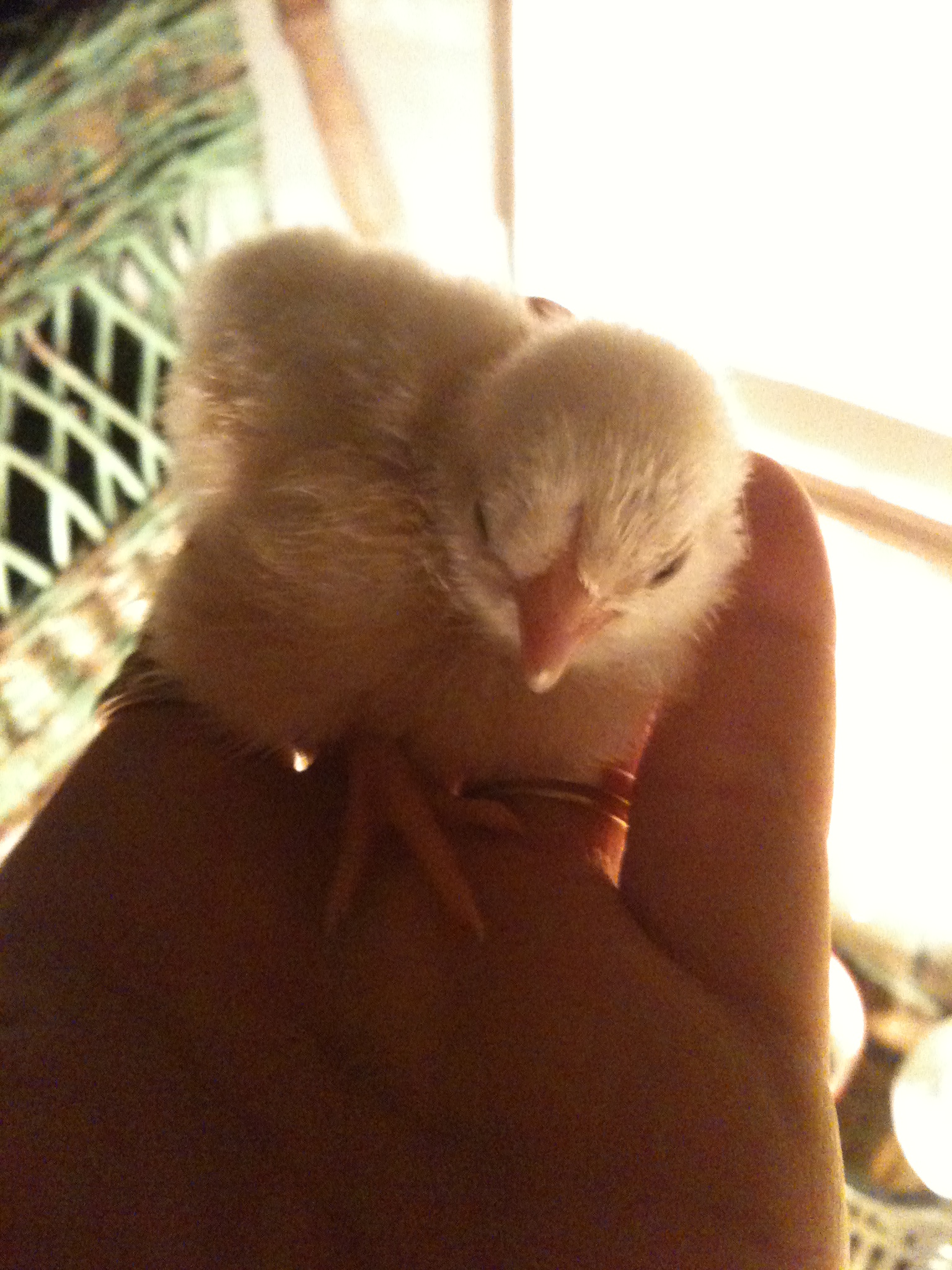 Yellow chick and the largest of the group.