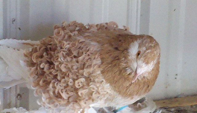 yellow cock