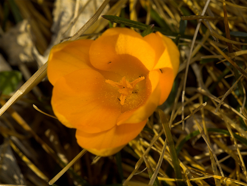 Yellow Crocus