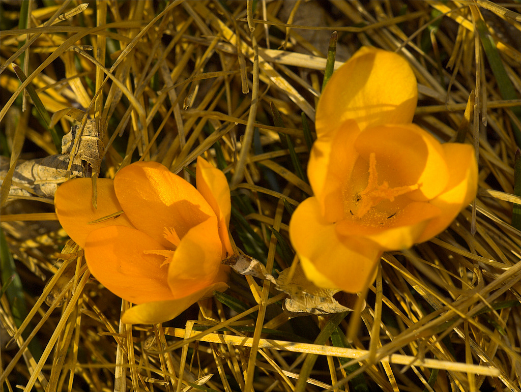Yellow Crocus
