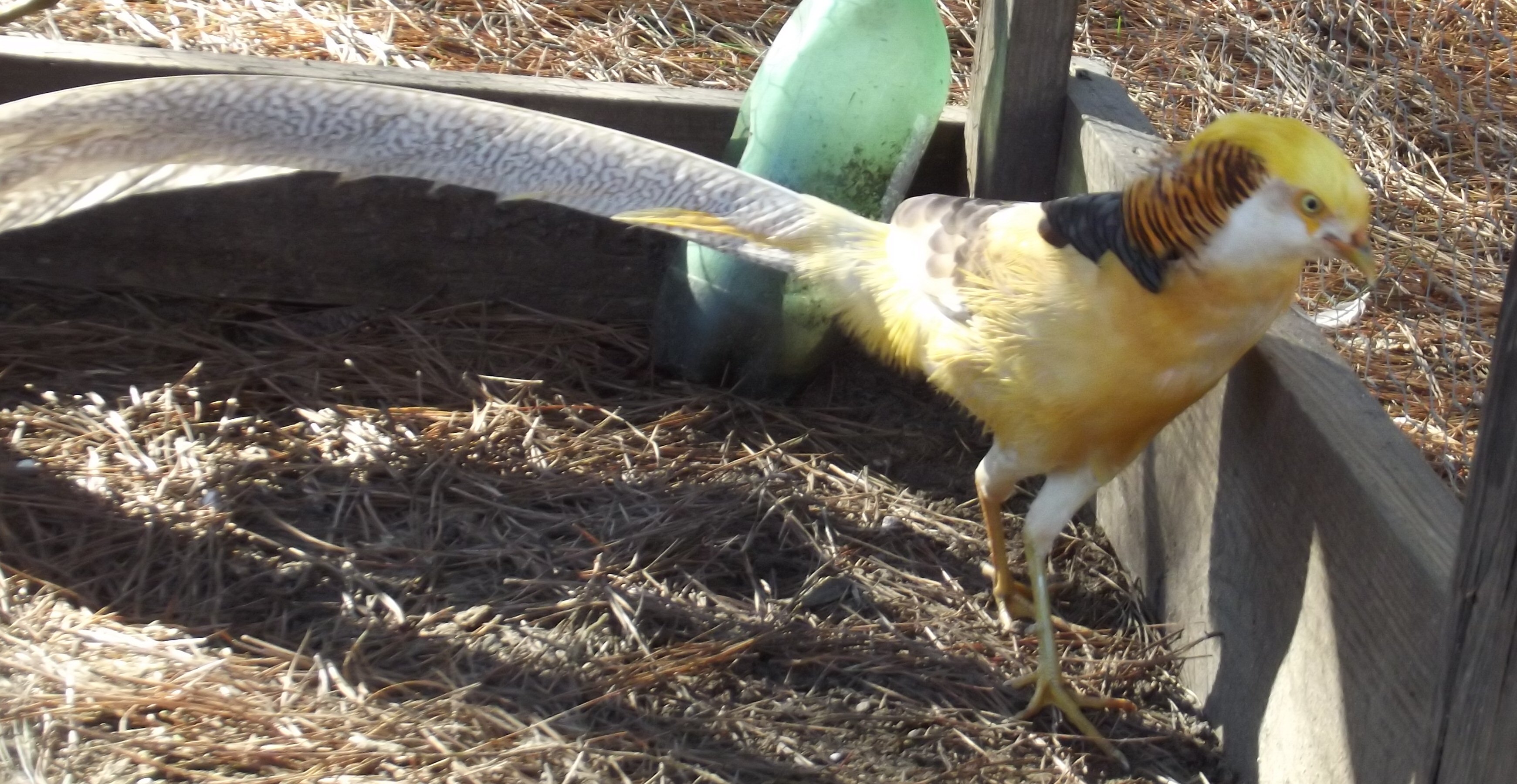 Yellow Gold Pheasant Pair.
