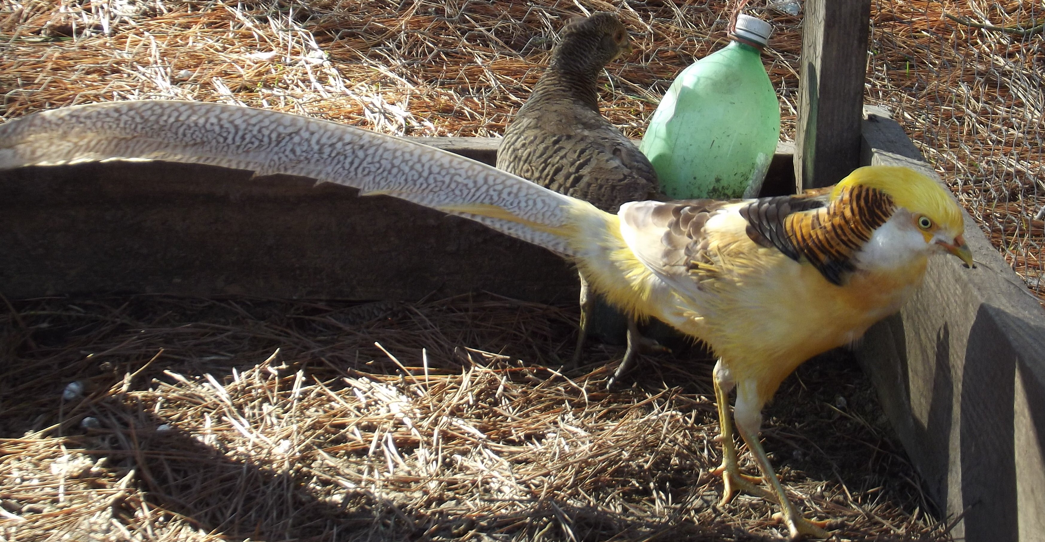 Yellow Gold Pheasants.