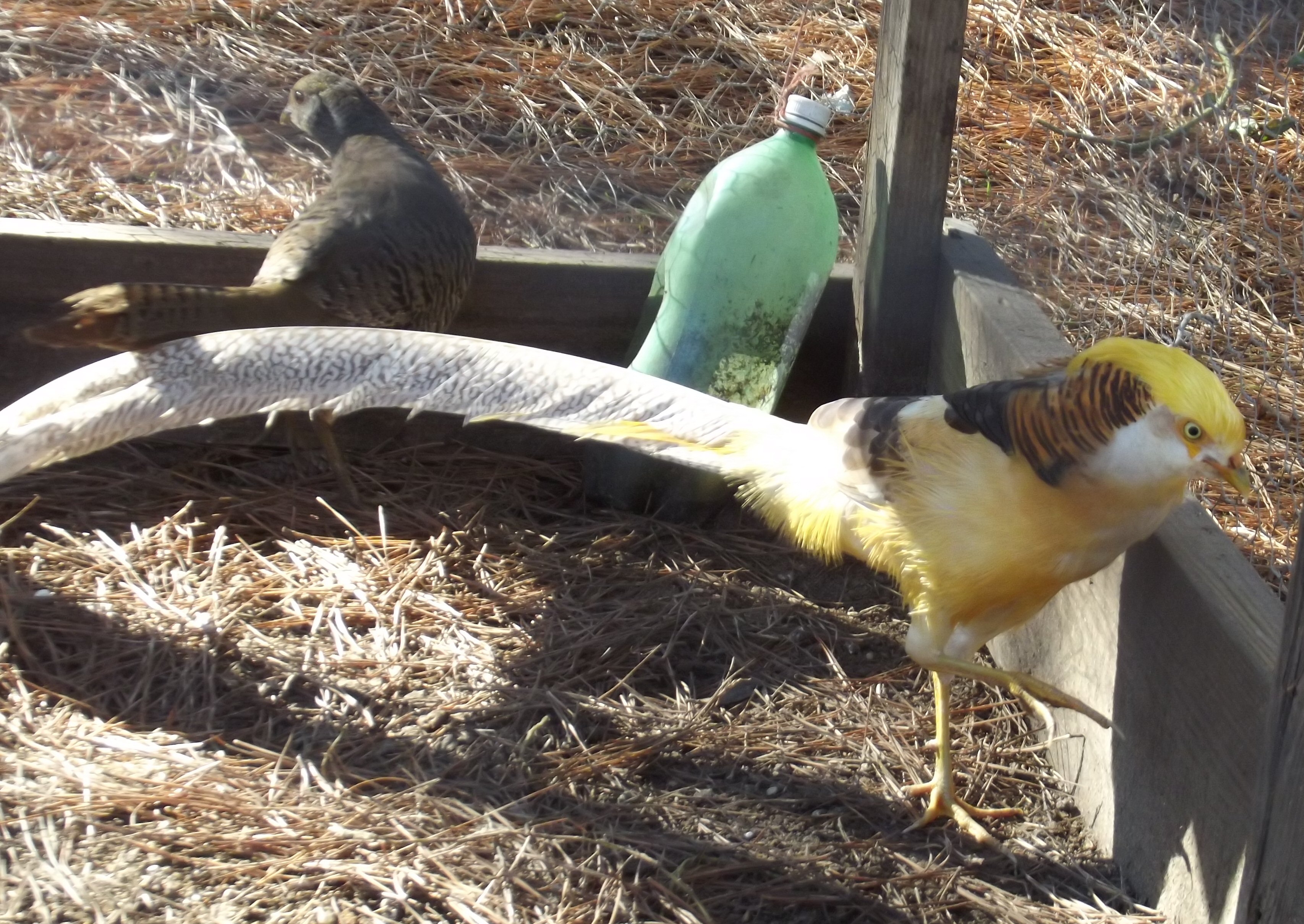 Yellow Gold Pheasants.