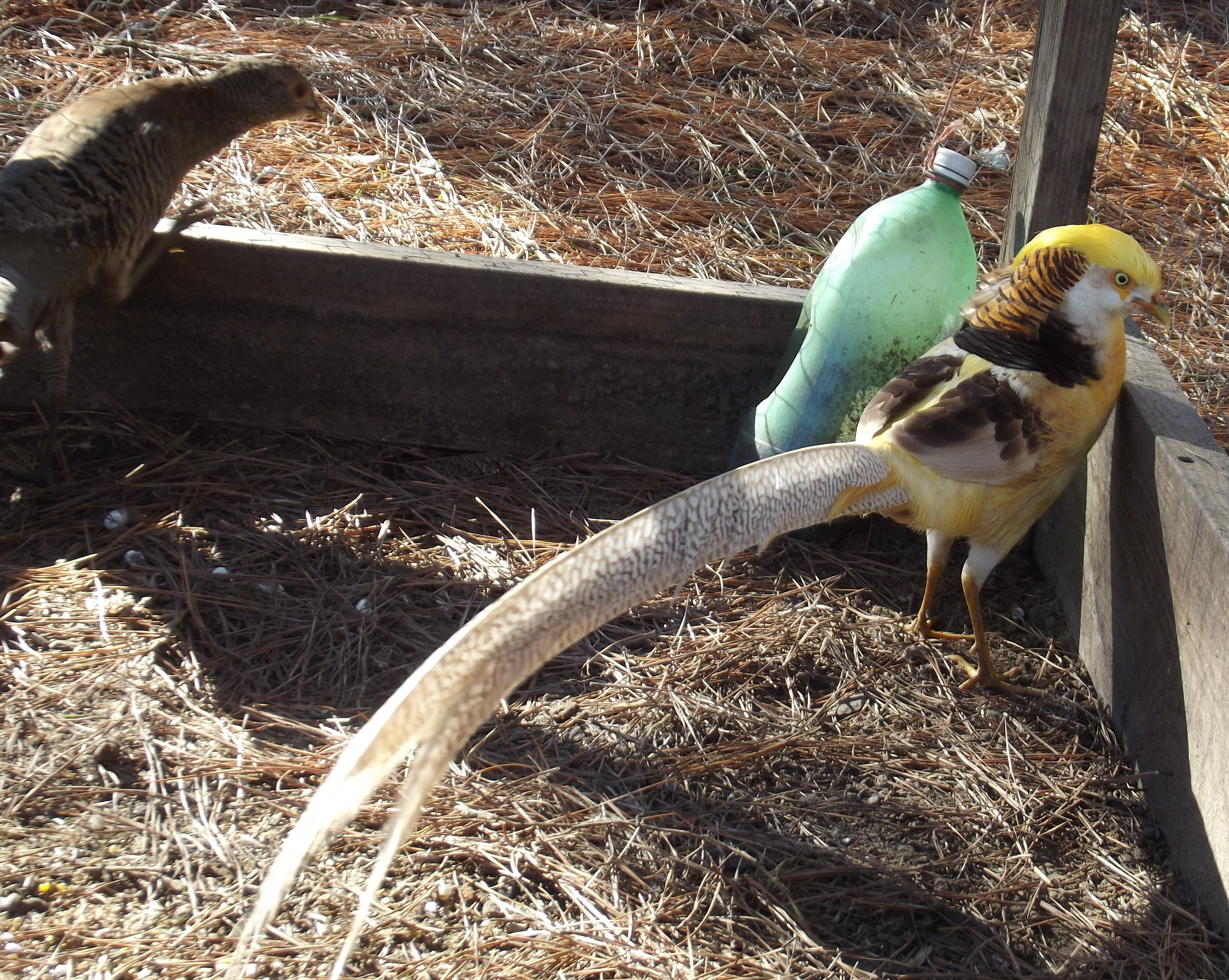 Yellow Gold Pheasants.