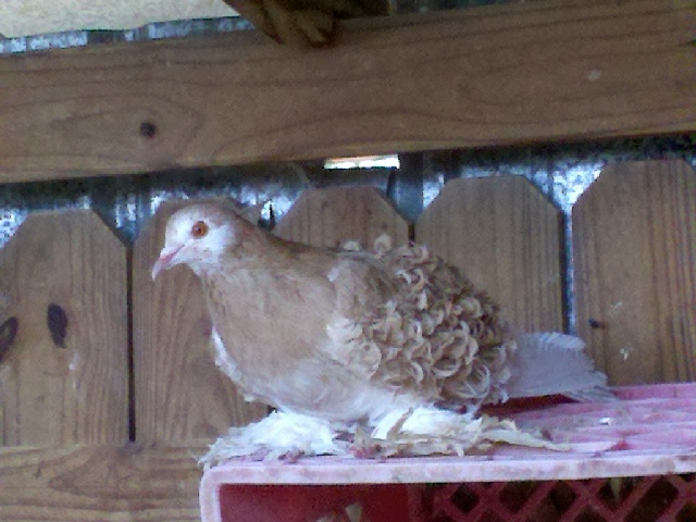 Yellow  grizzle cock