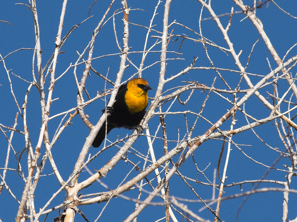 Yellow-headed Blackbird