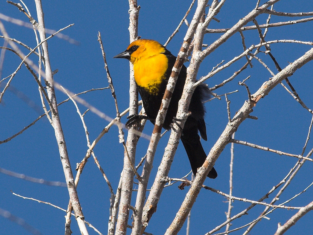 Yellow-headed Blackbird