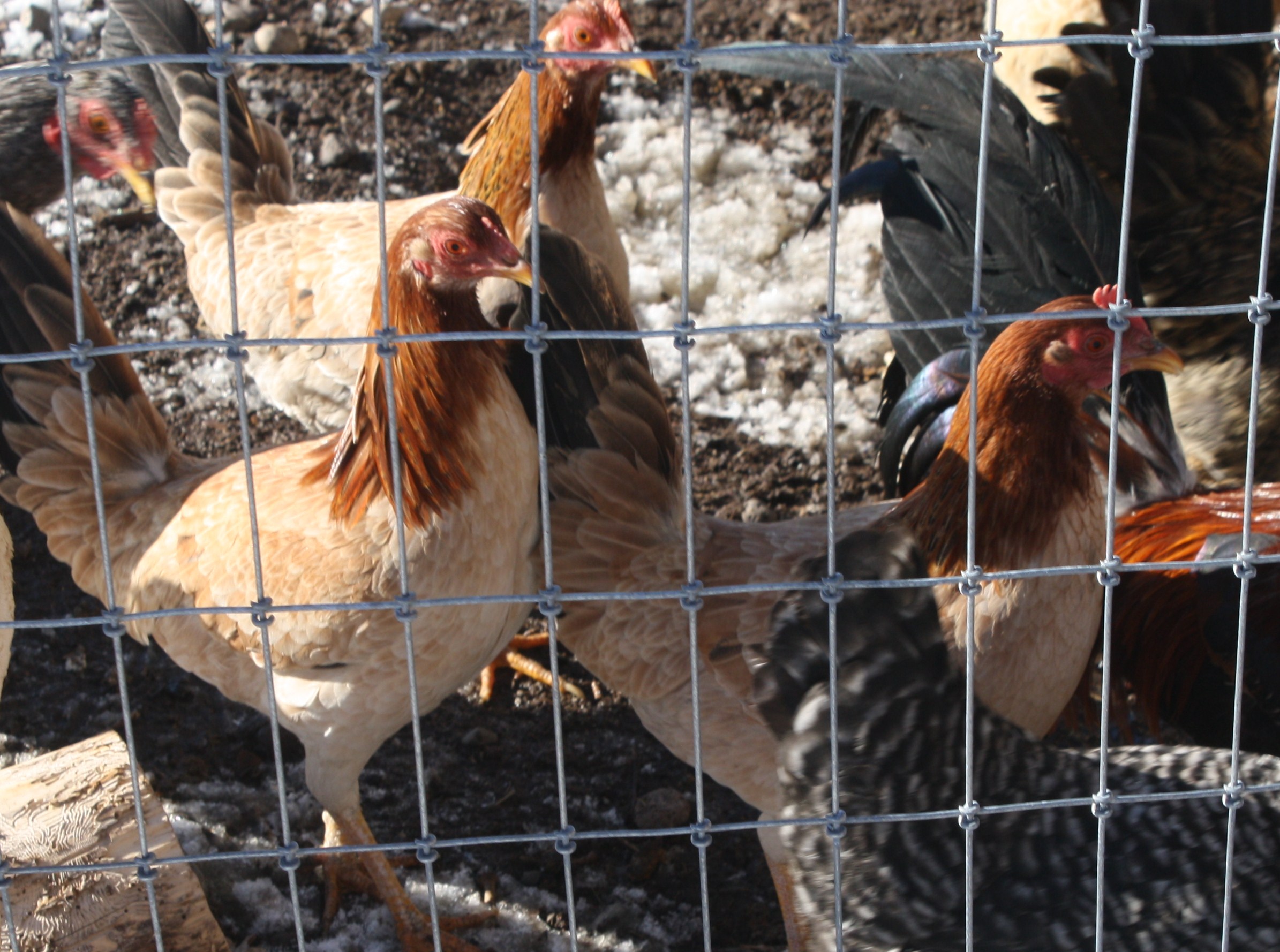 Yellow Leg Hatch Hens in comunity pin