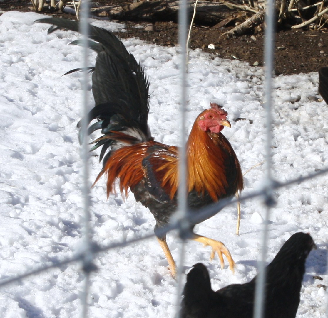 Yellow Leg Hatch Stage