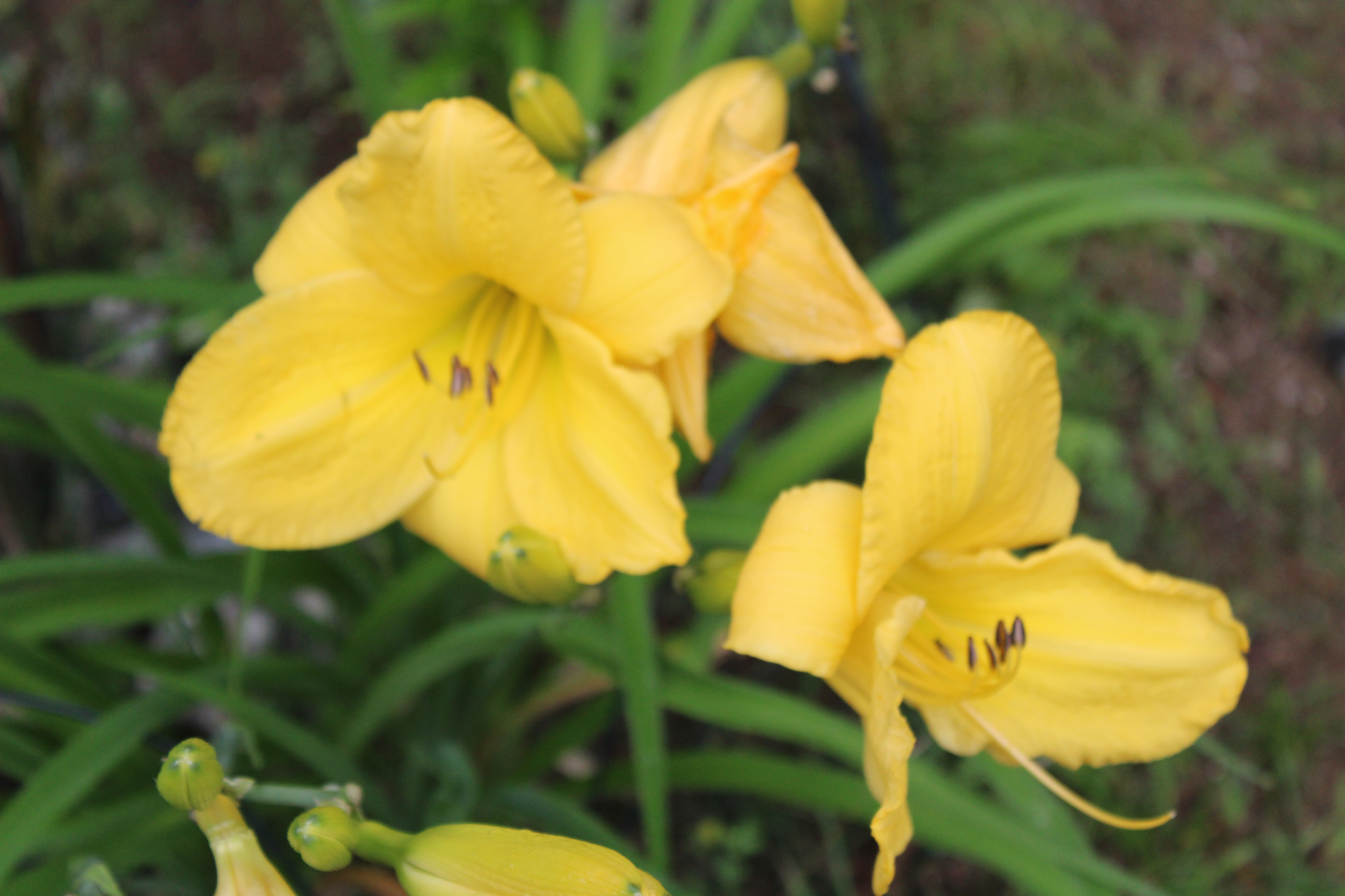 Yellow Lilies 7/20/21