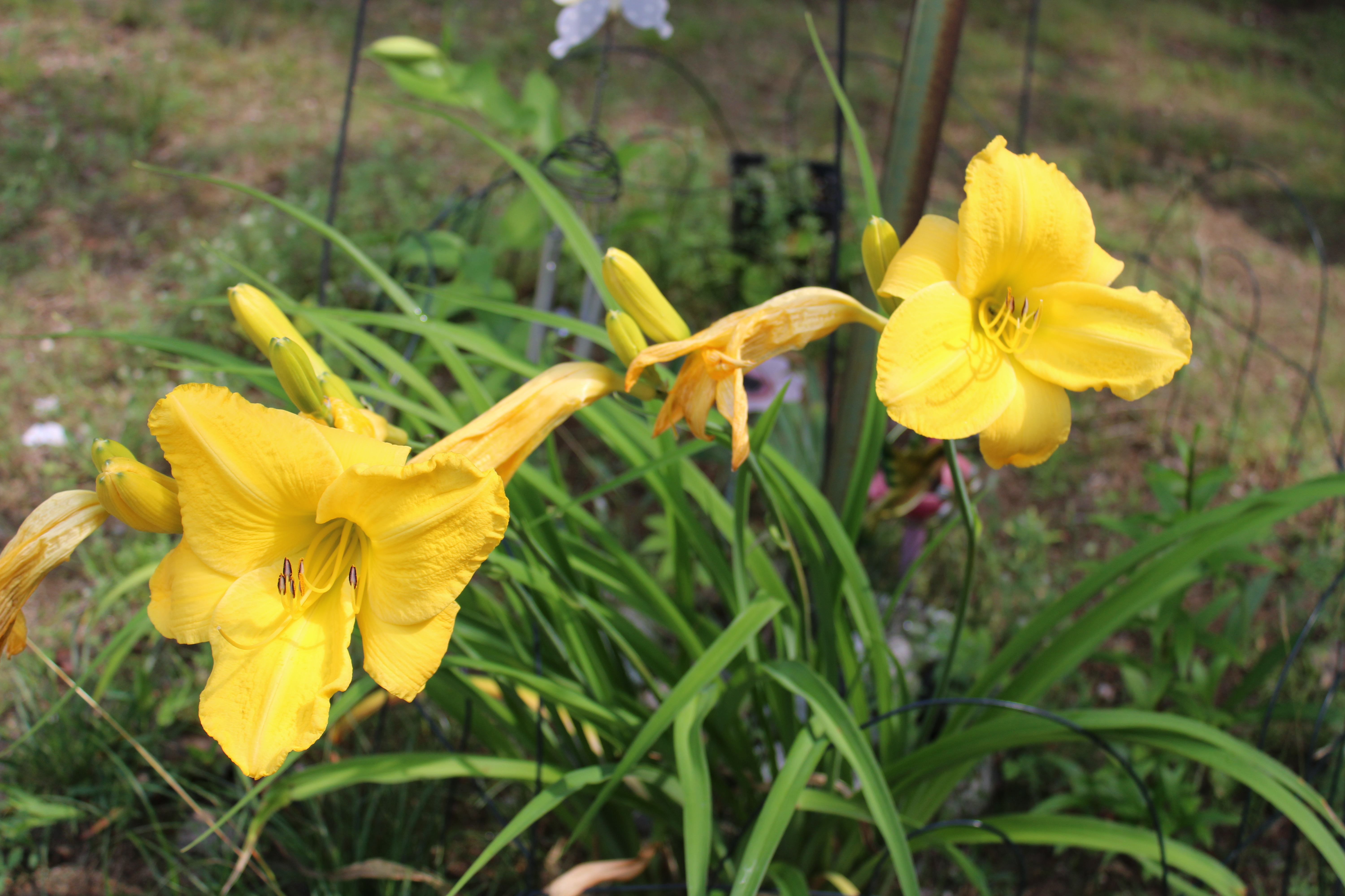 Yellow Lilies 7/21/21