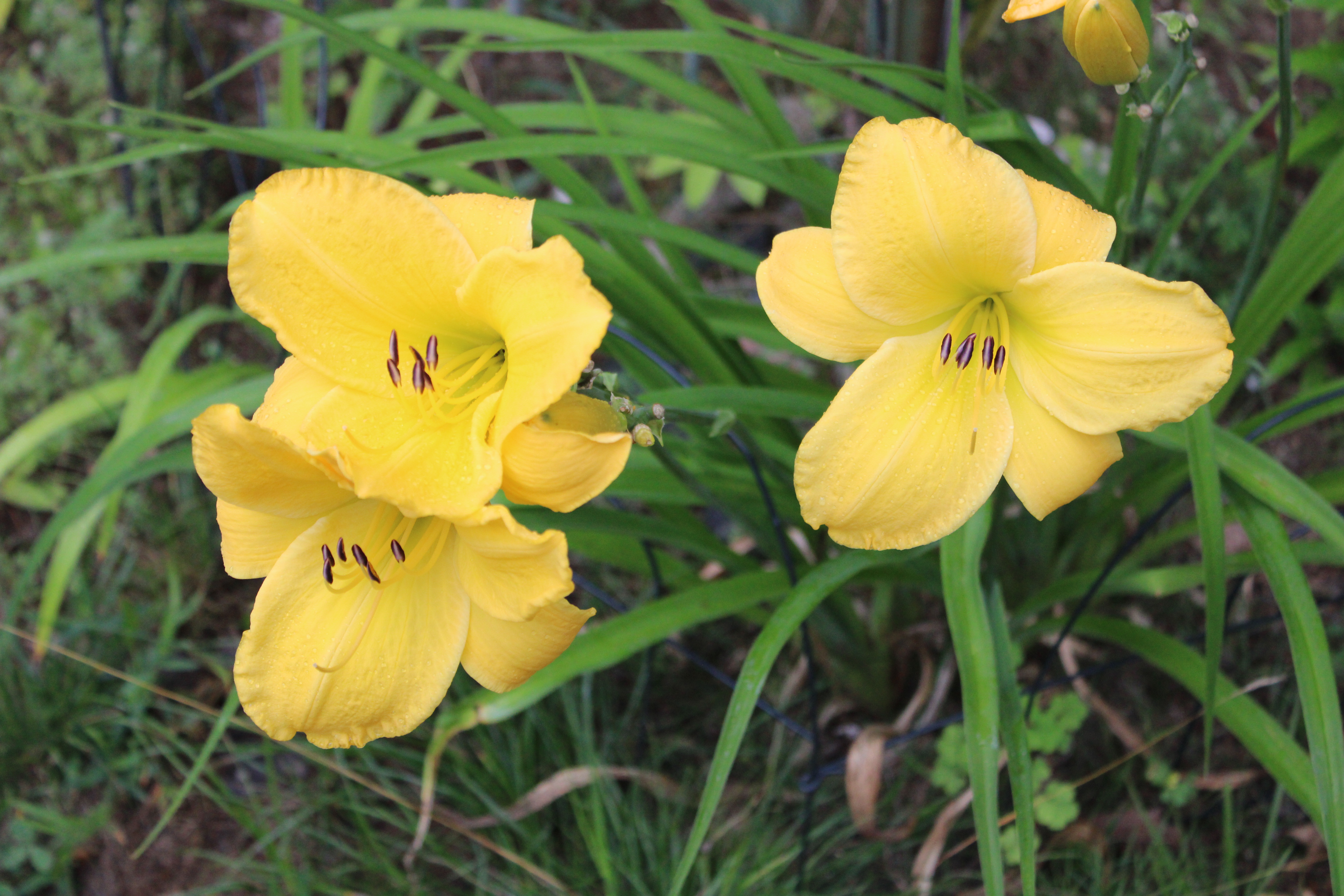 Yellow Lilies 7/25/21