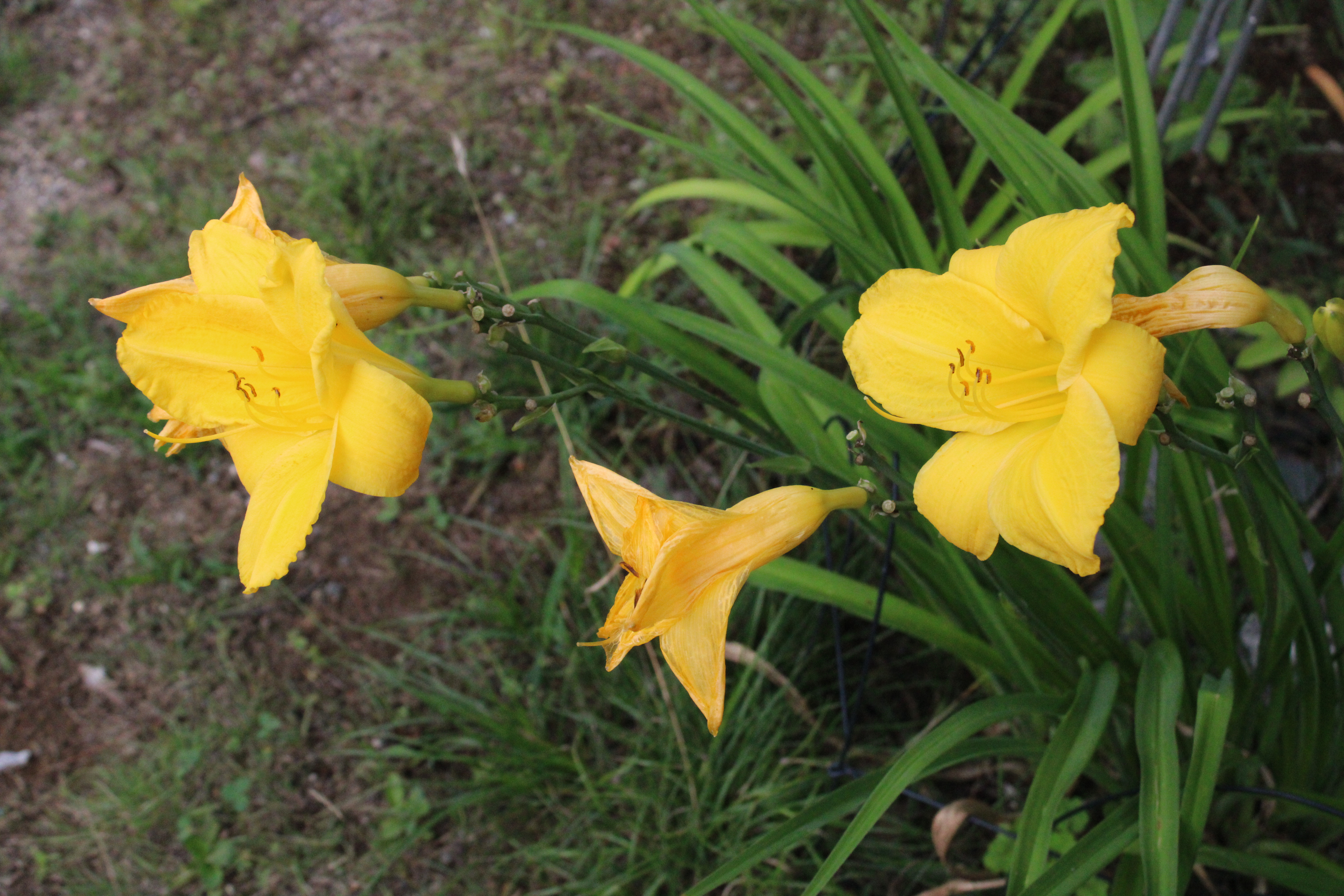 Yellow Lilies 7/26/21
