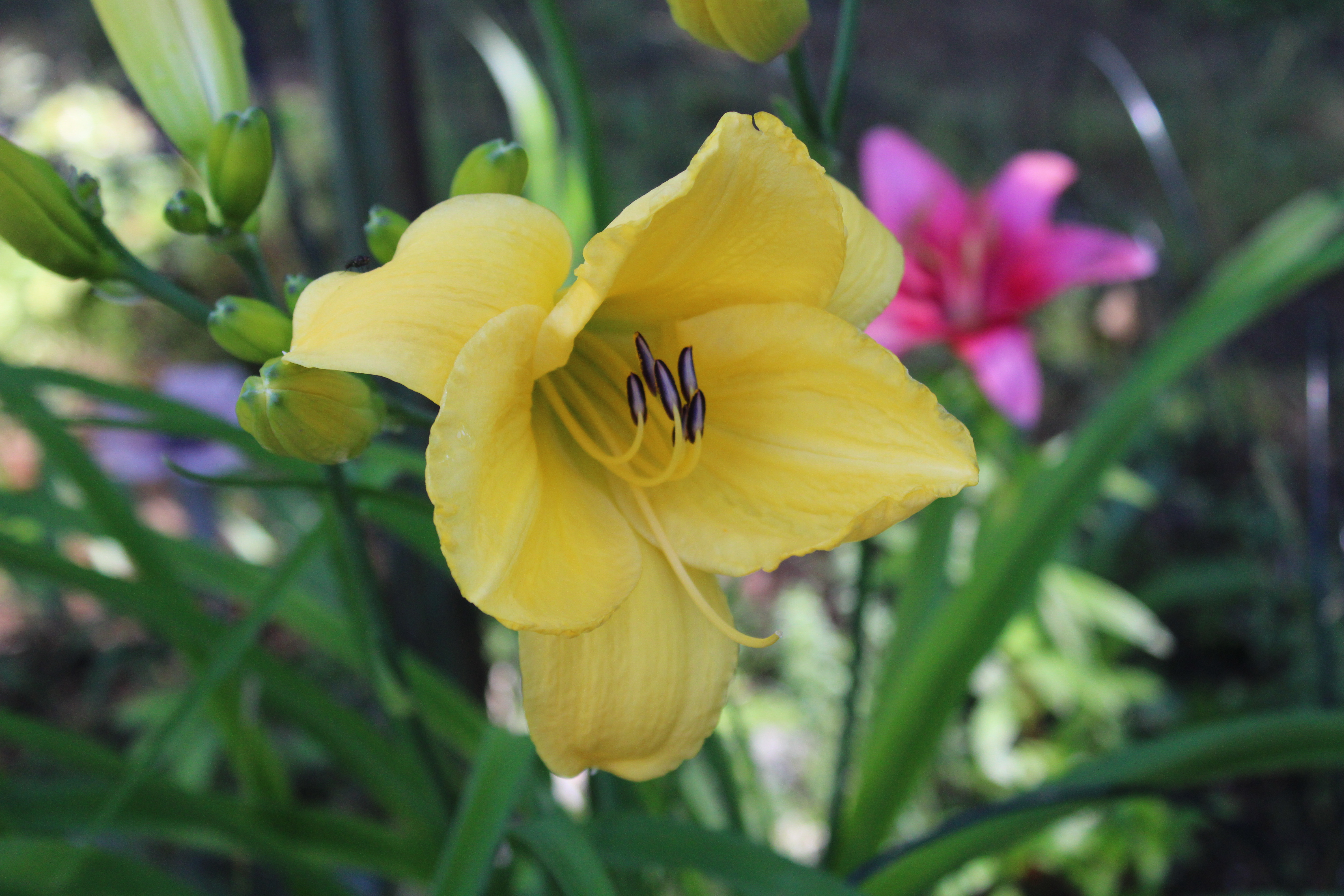 Yellow Lily 7/10/21