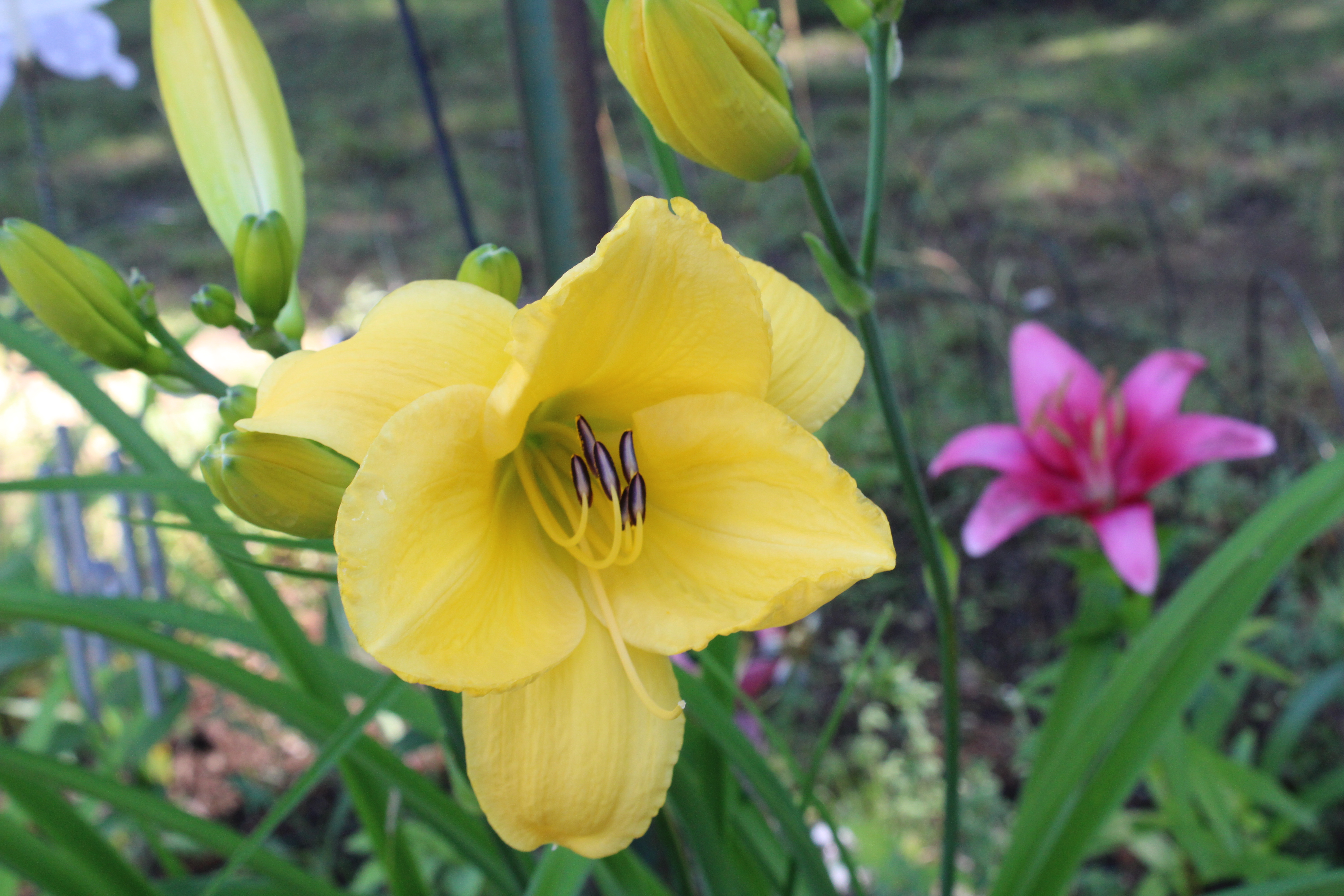 Yellow Lily 7/10/21