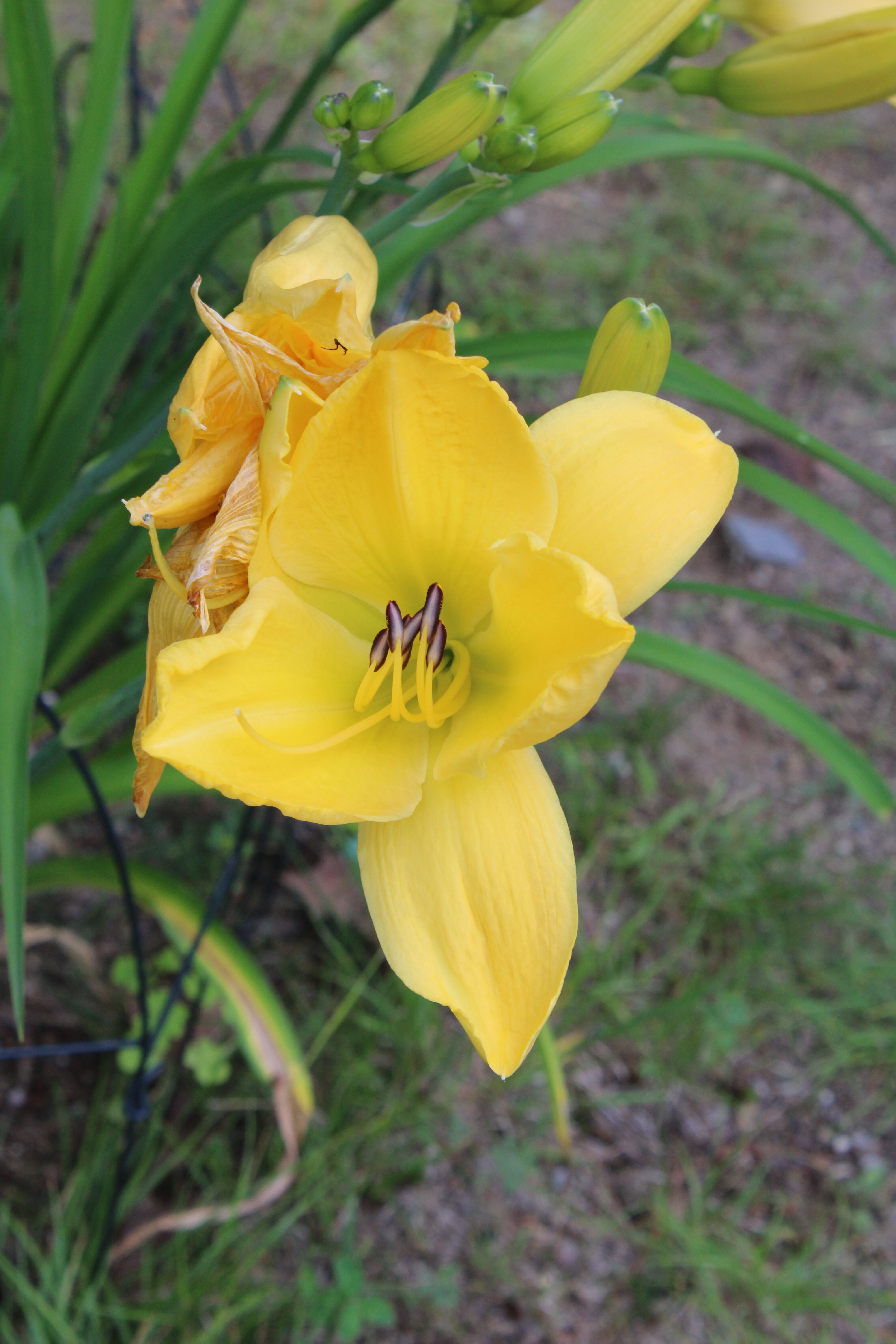 Yellow Lily 7/11/21