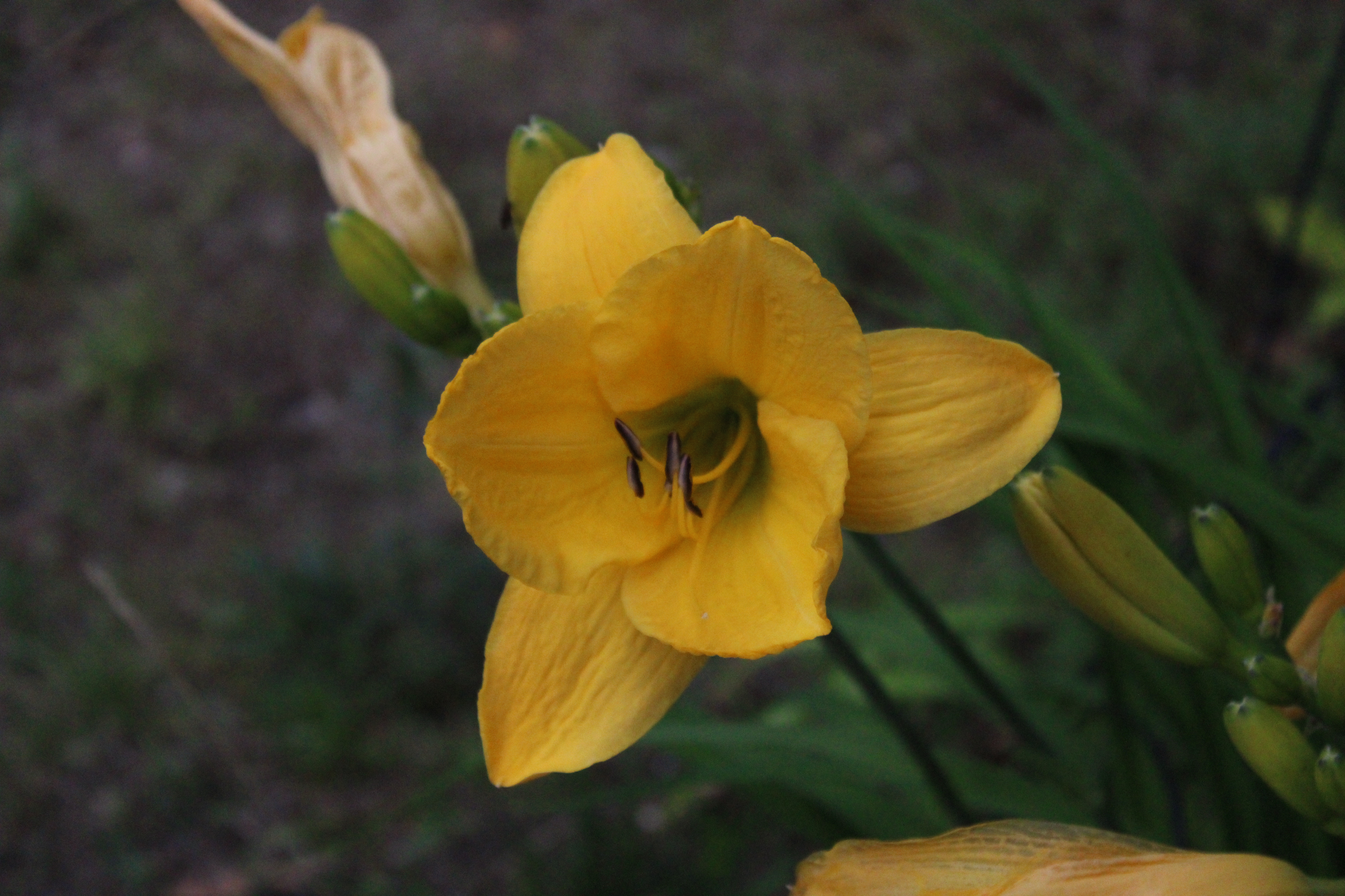 Yellow Lily 7/13/21