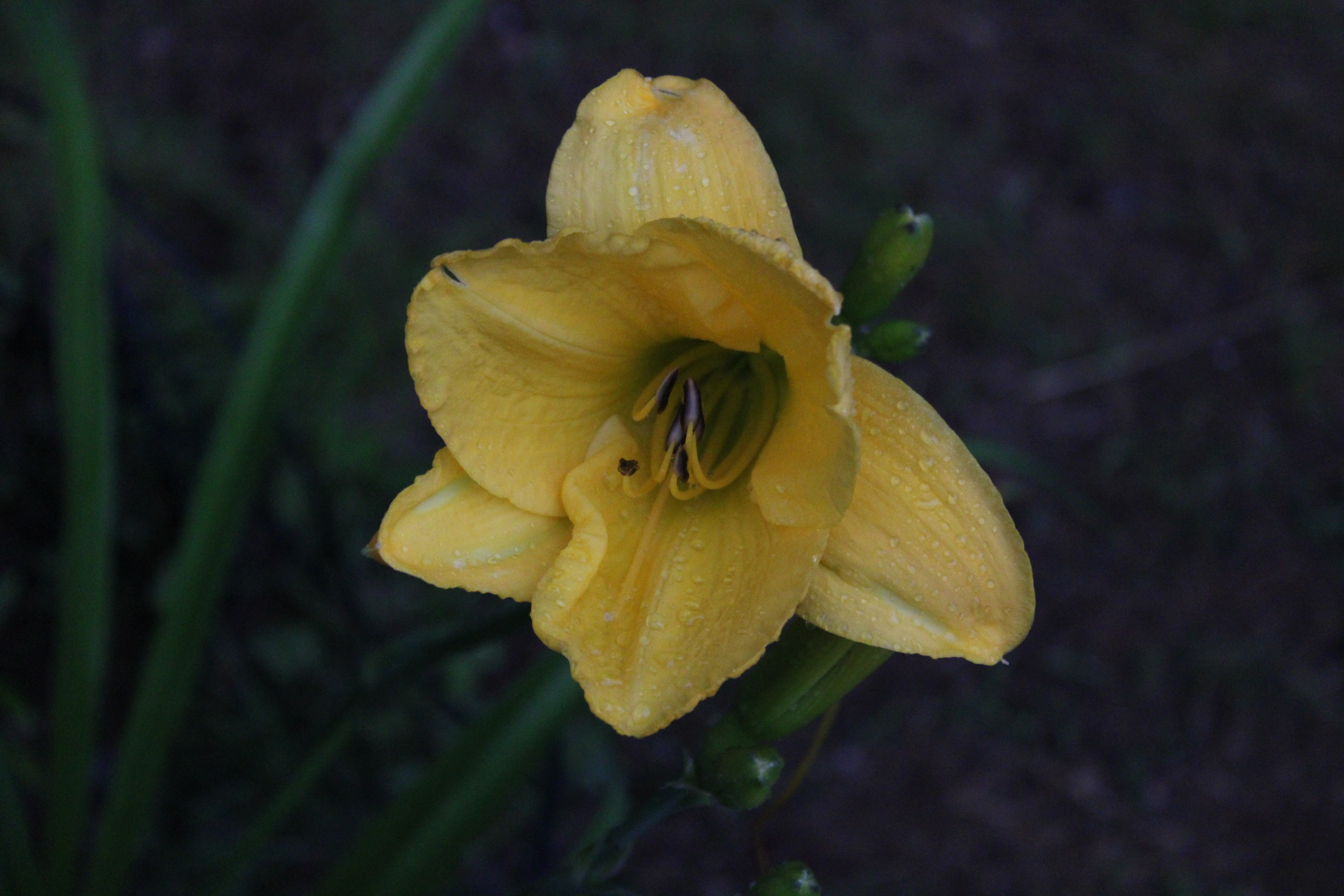 Yellow Lily 7/14/21