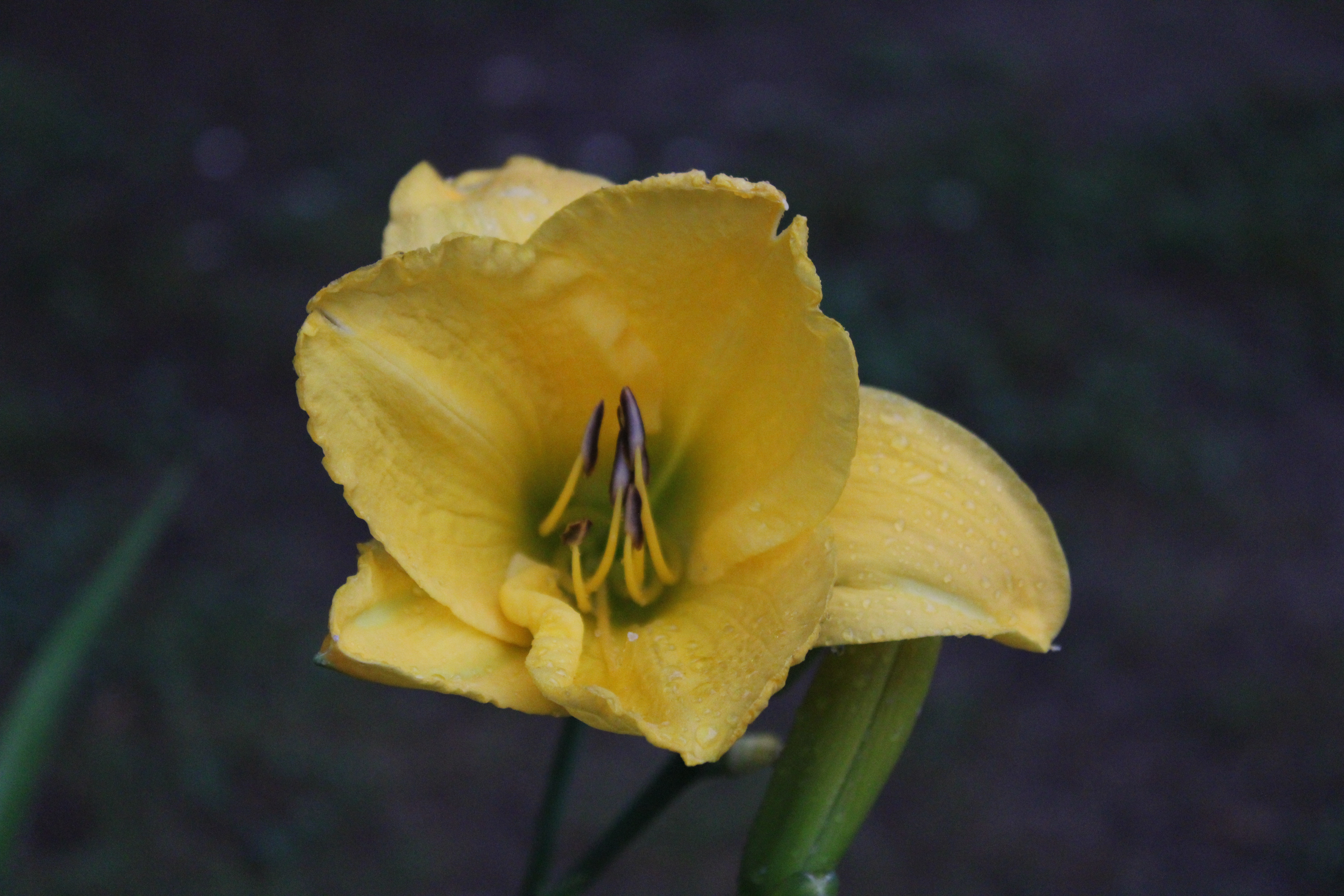 Yellow Lily 7/14/21